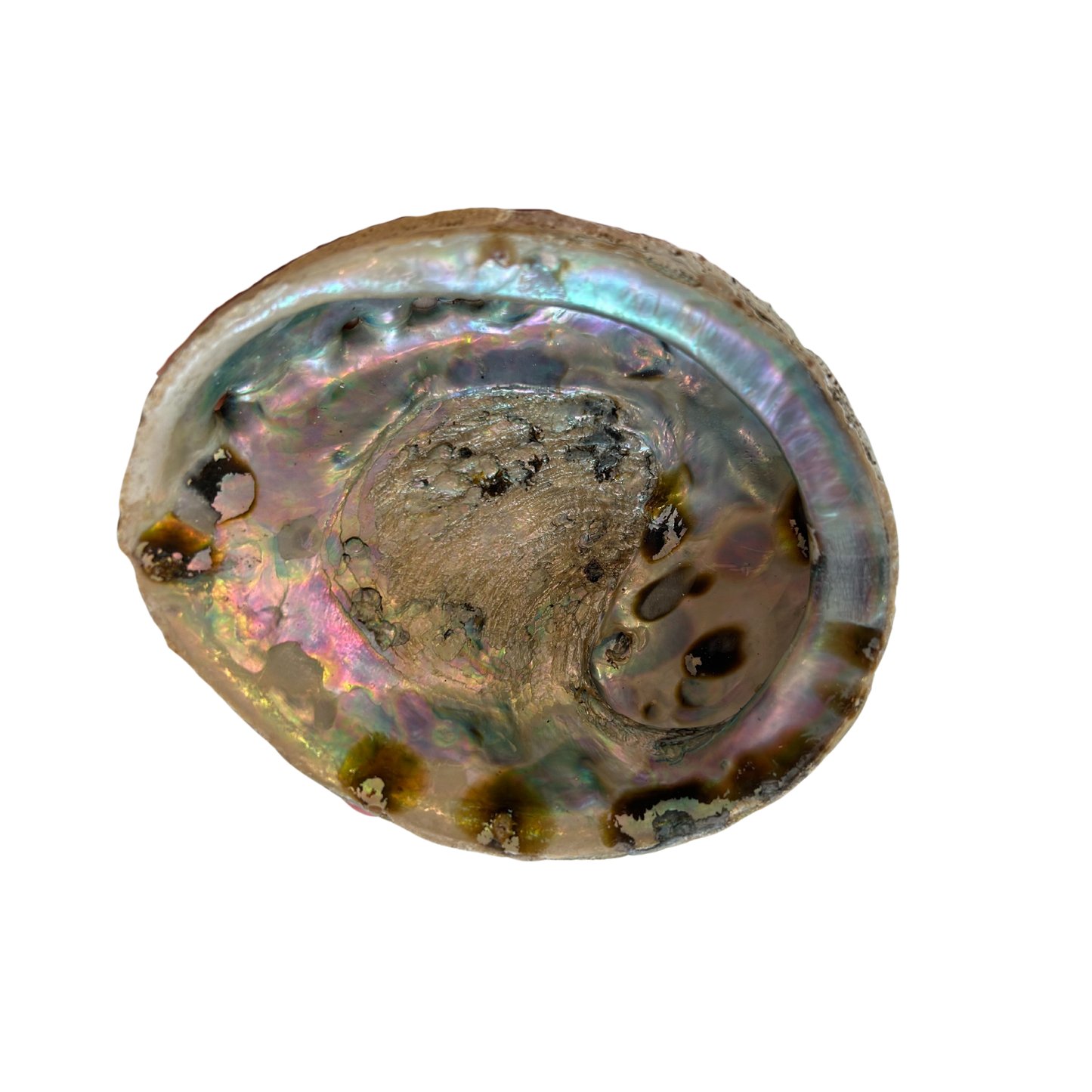 Abalone M