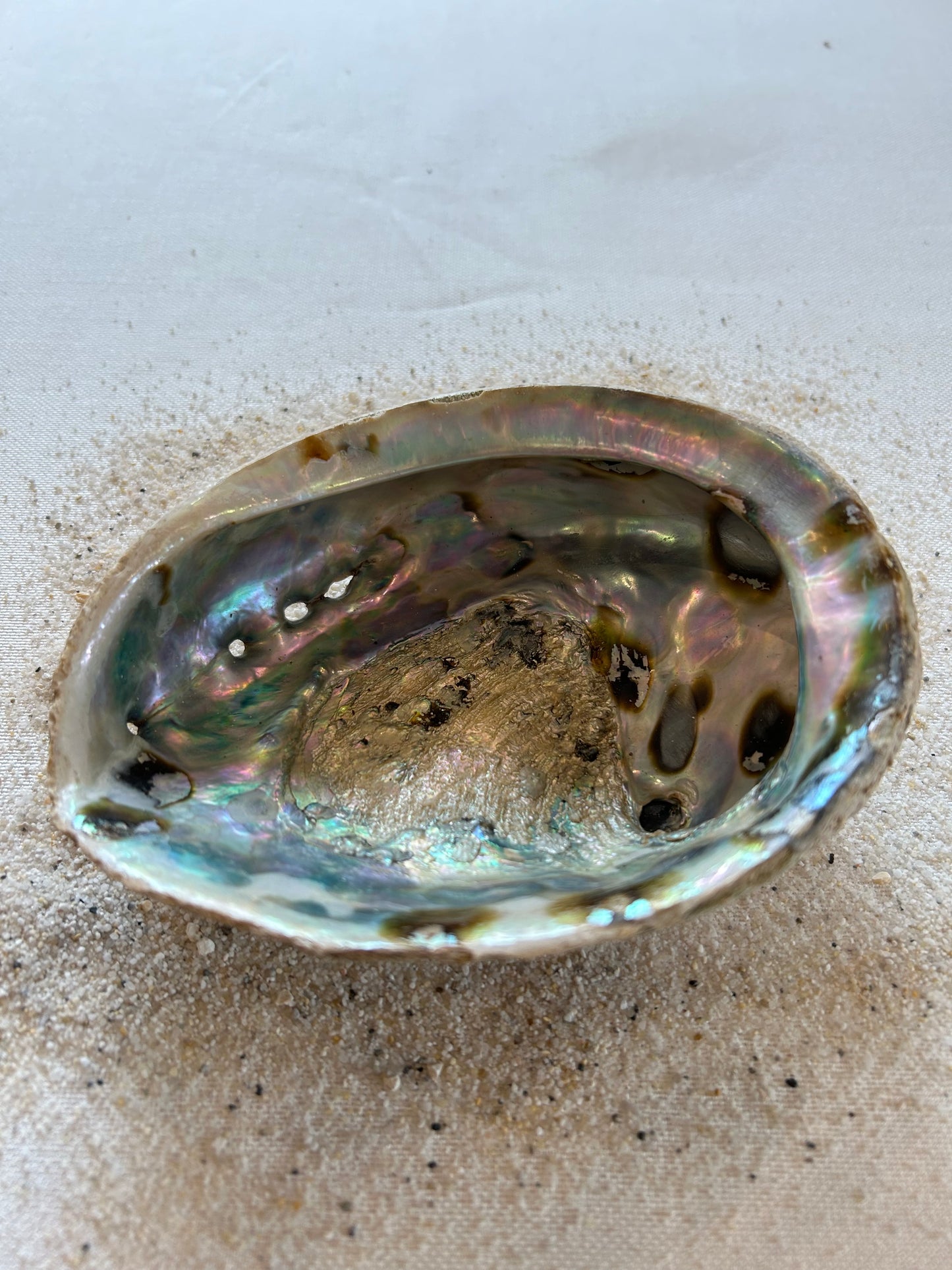 Abalone M