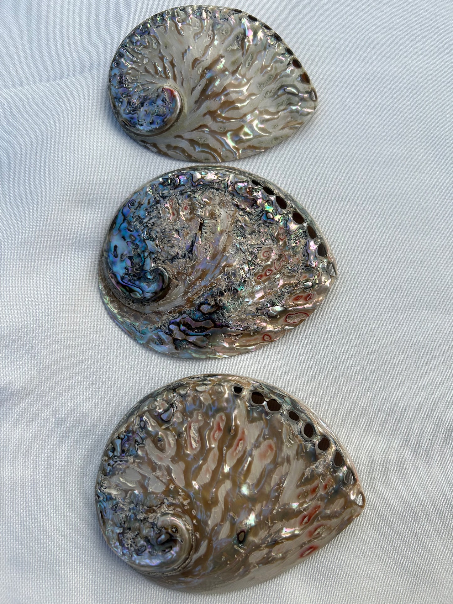 Abalone poliert XL