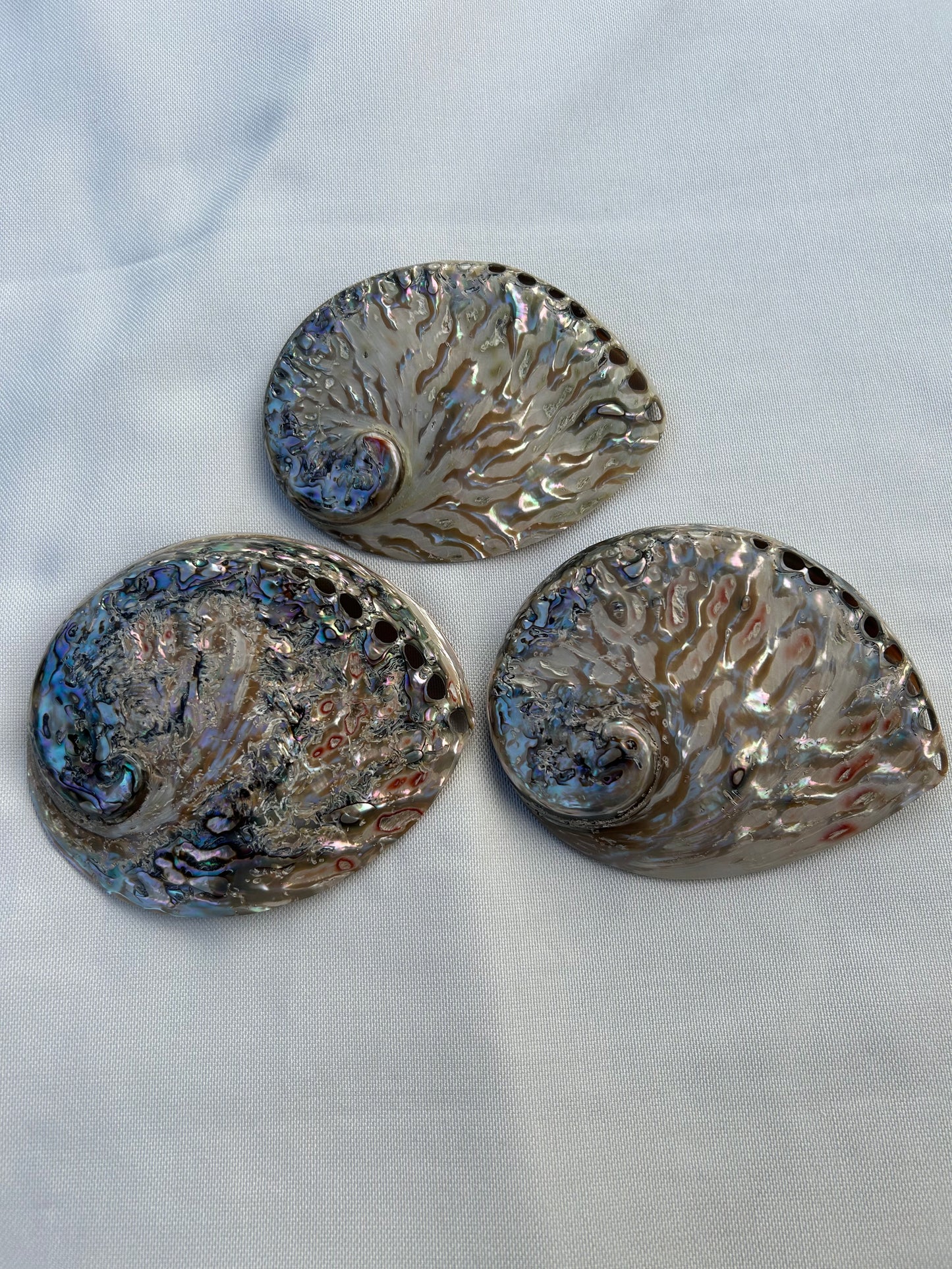 Abalone poliert XL