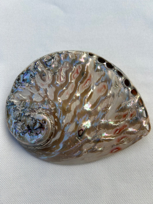 Abalone poliert XL