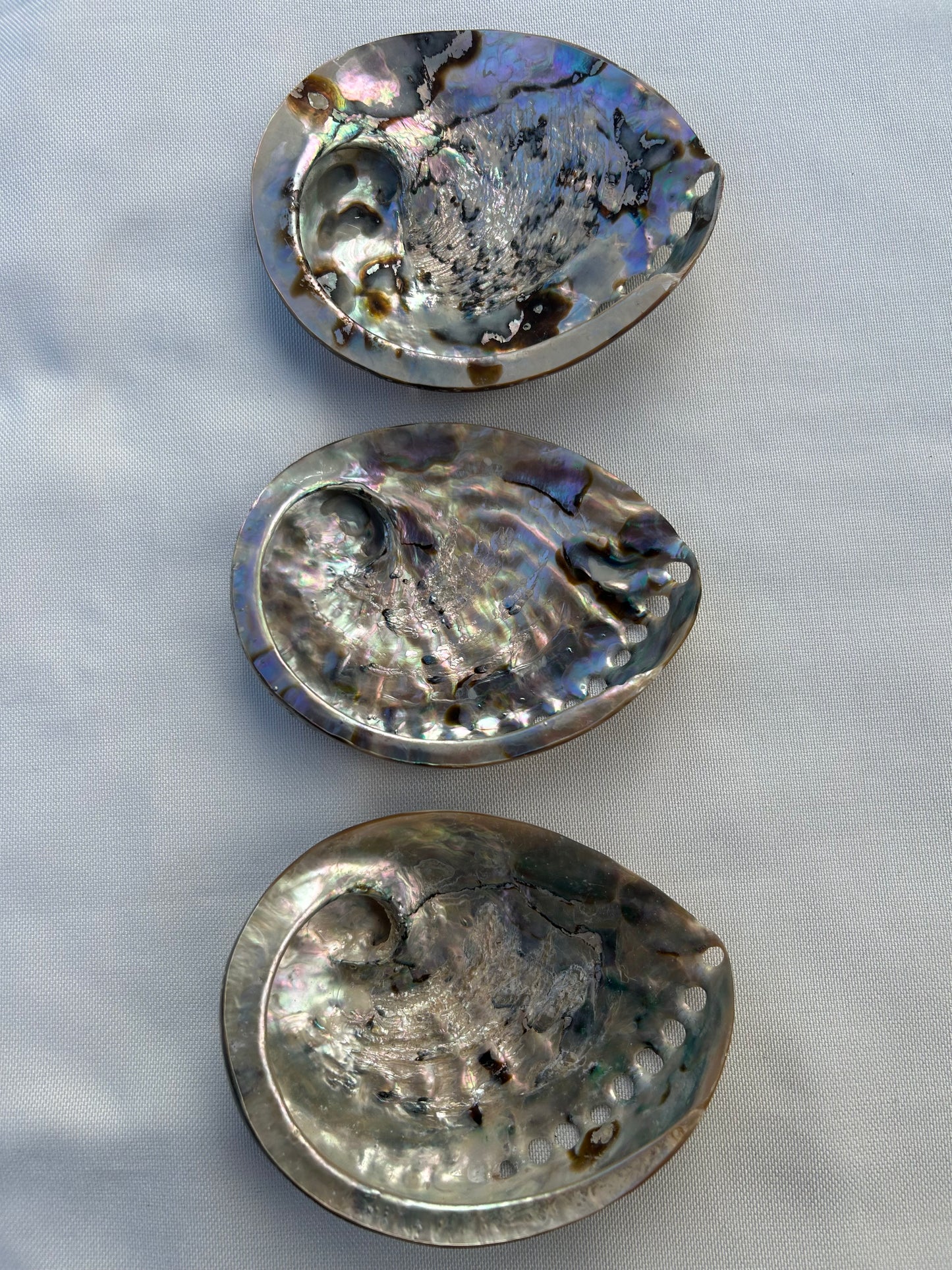 Abalone poliert XL