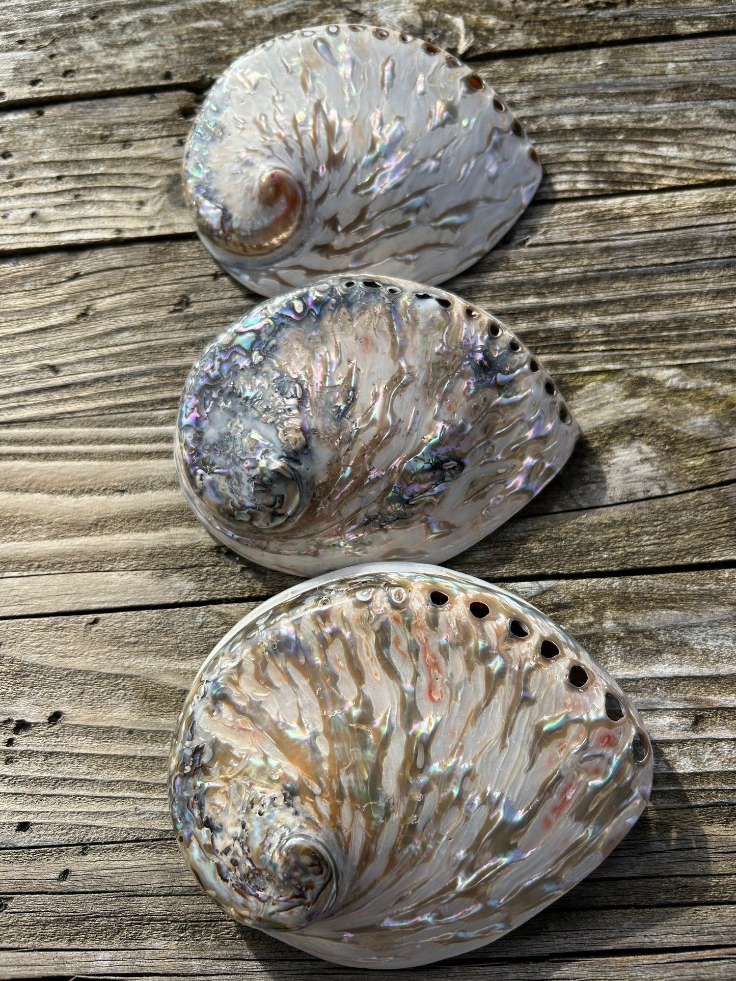 Abalone poliert