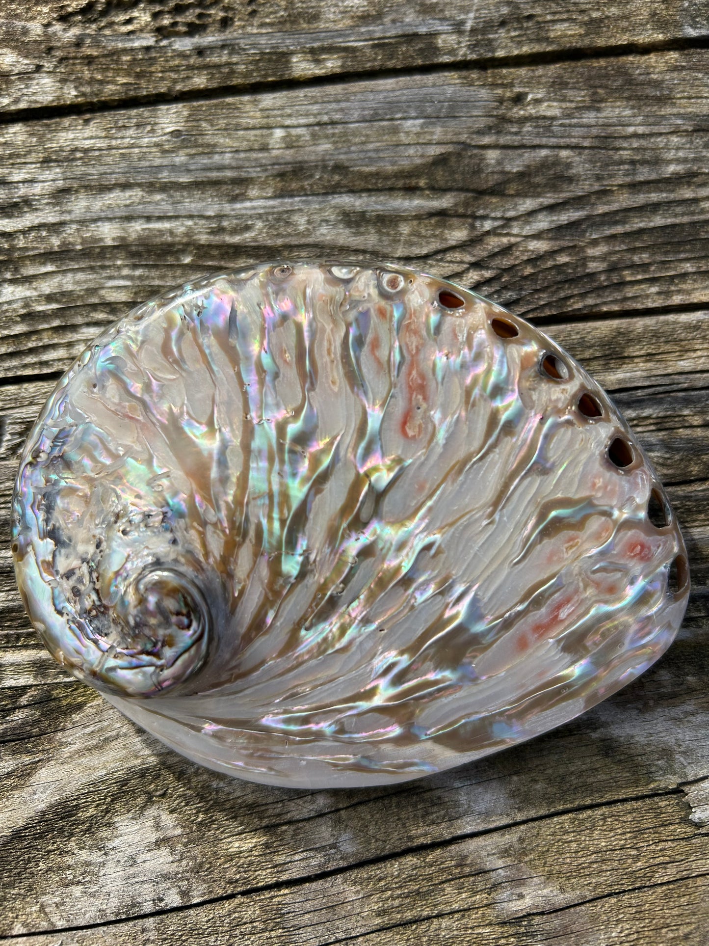 Abalone poliert