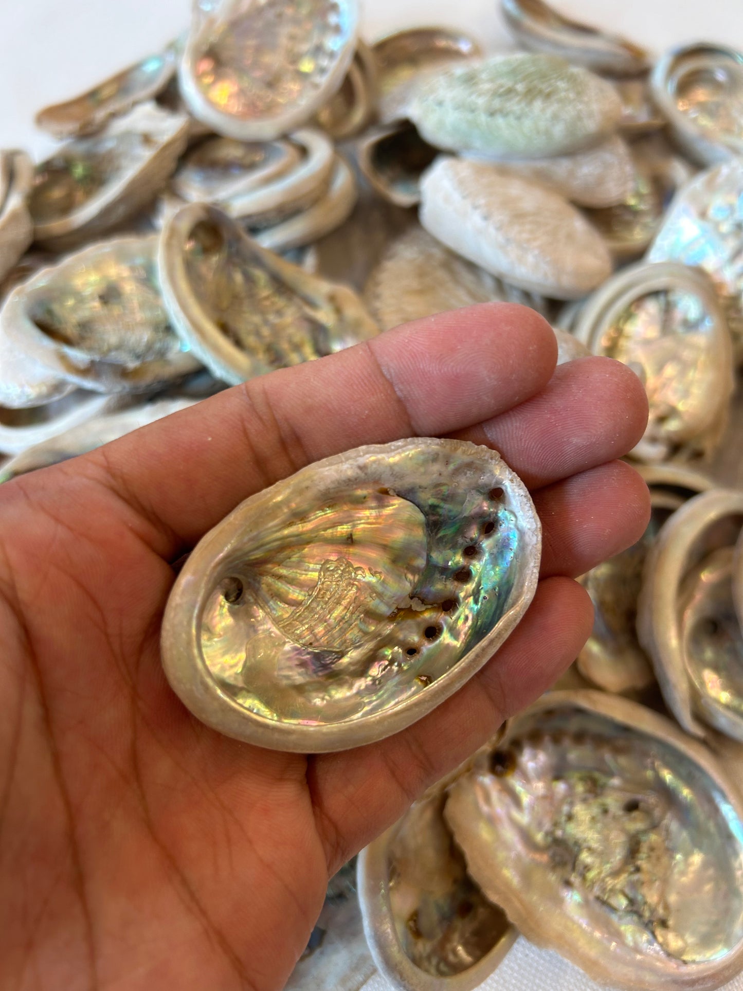 Baby Abalone
