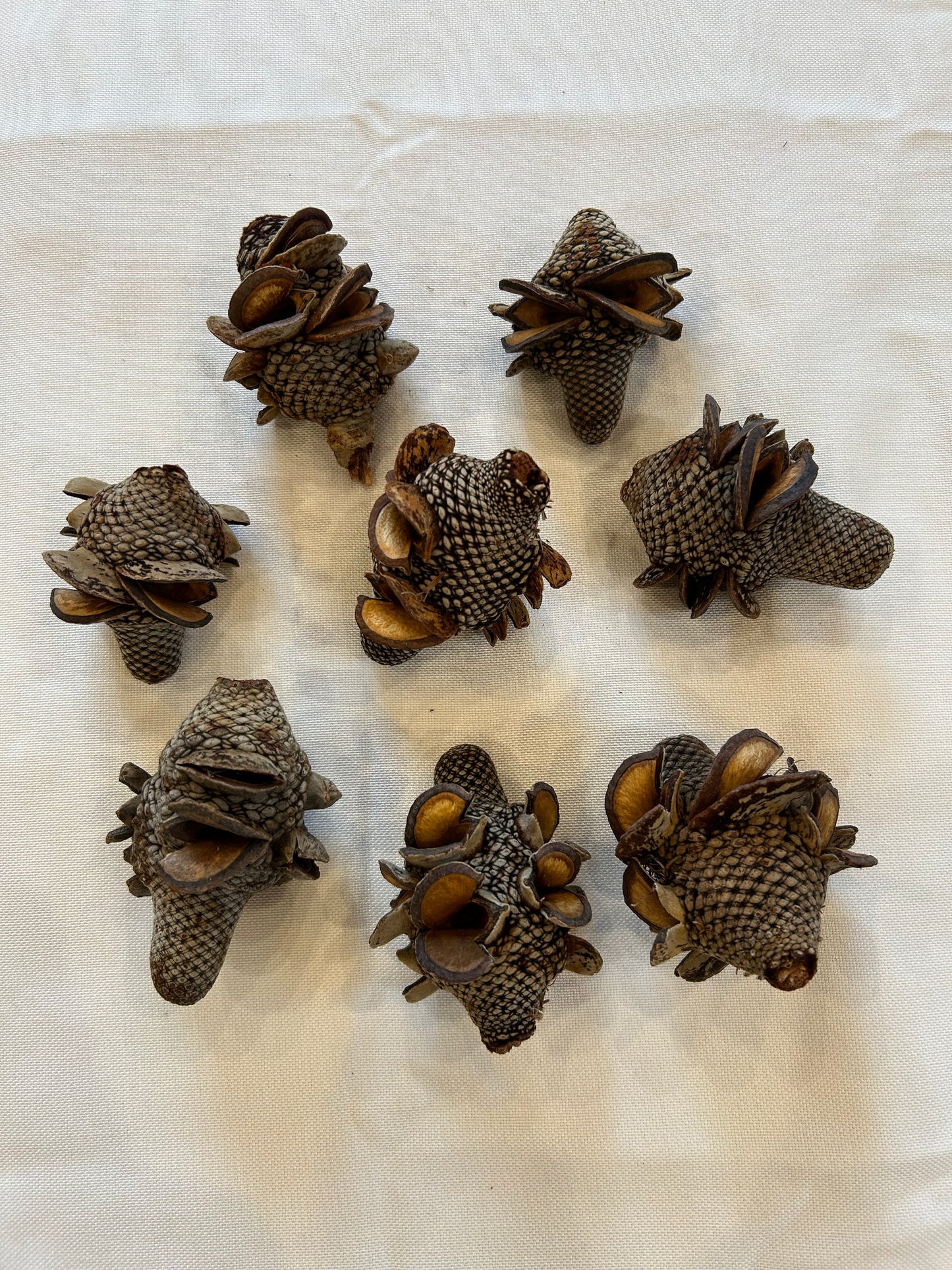 Banksia Firewood