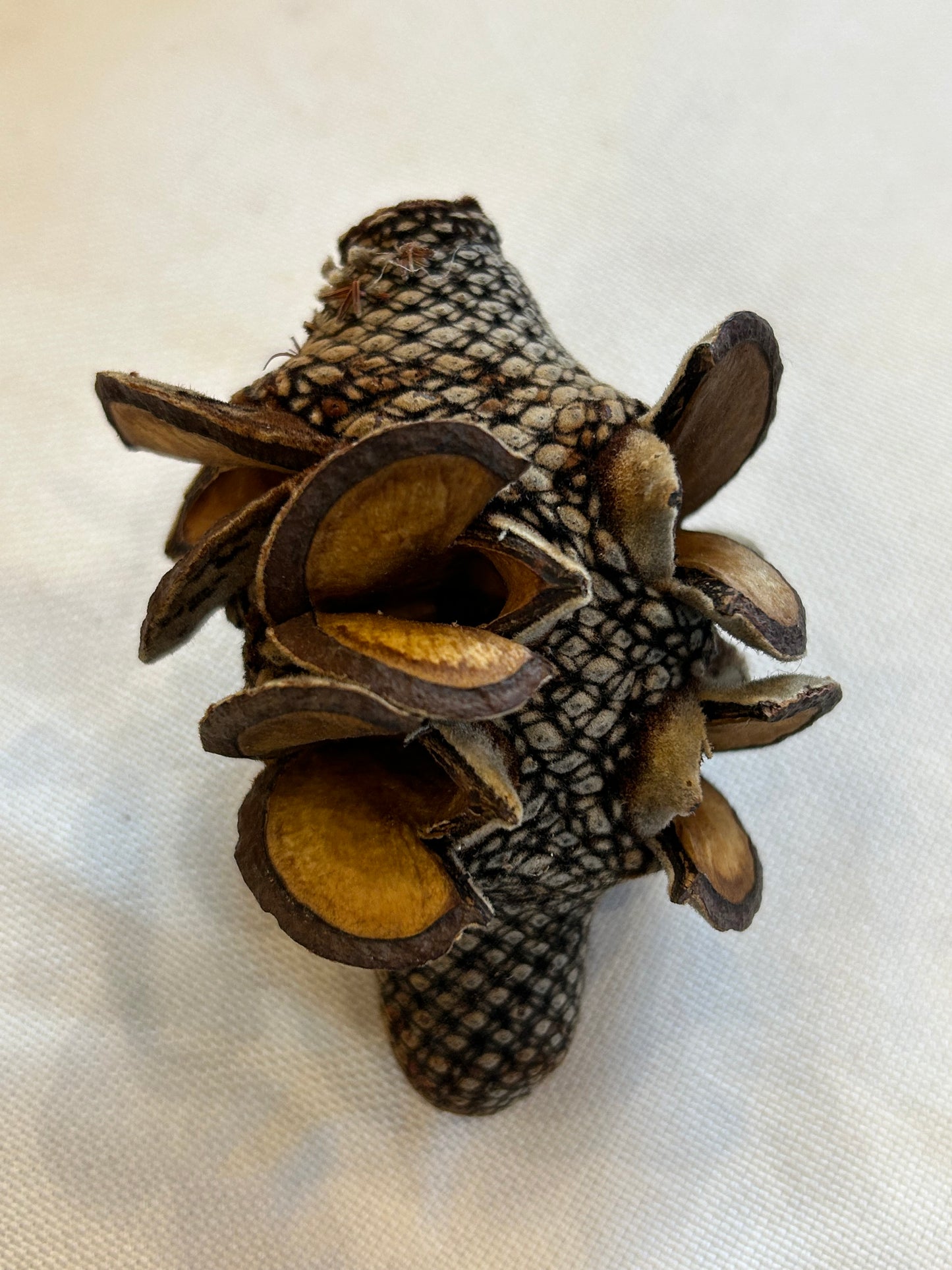 Banksia Firewood