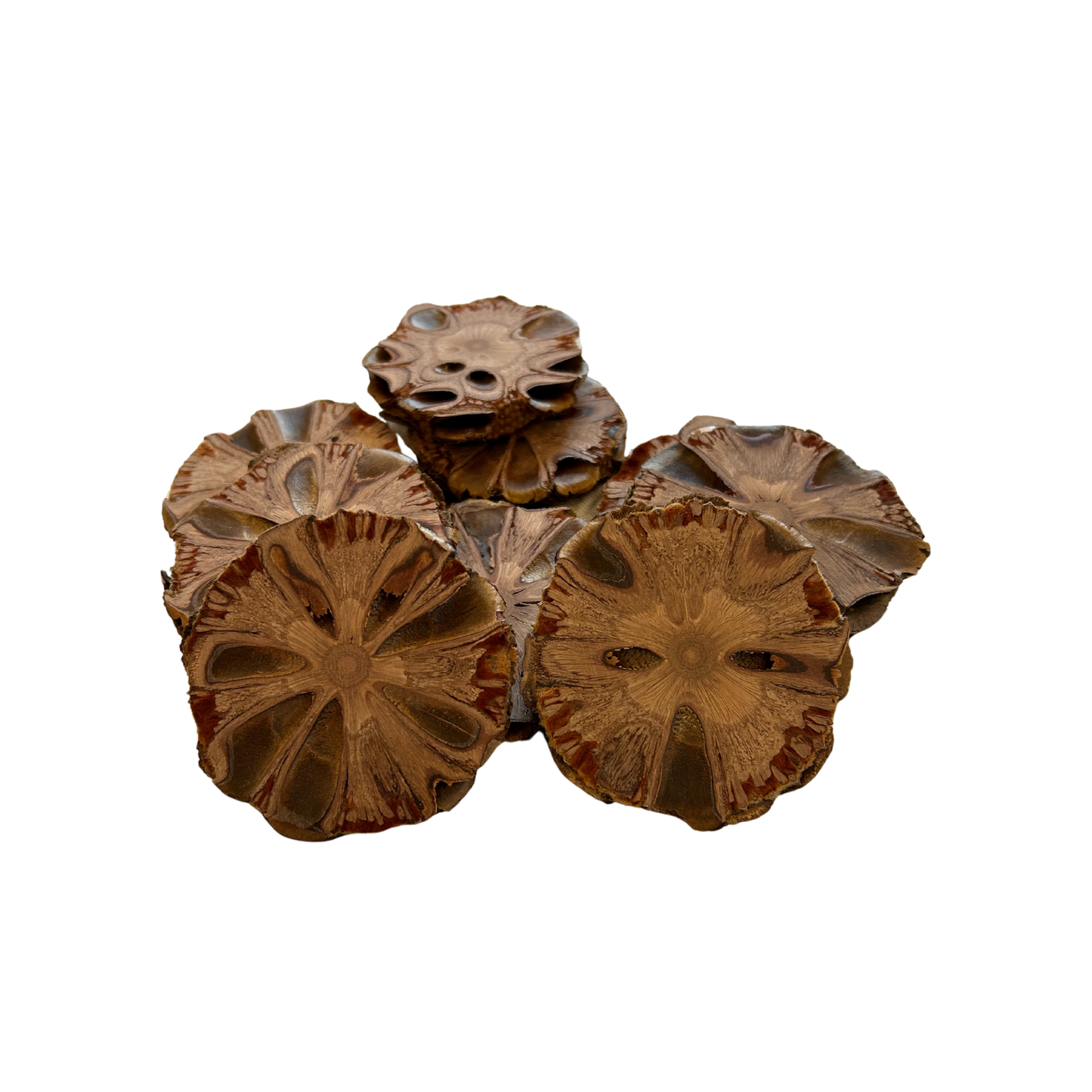 Banksia Grandis Scheiben