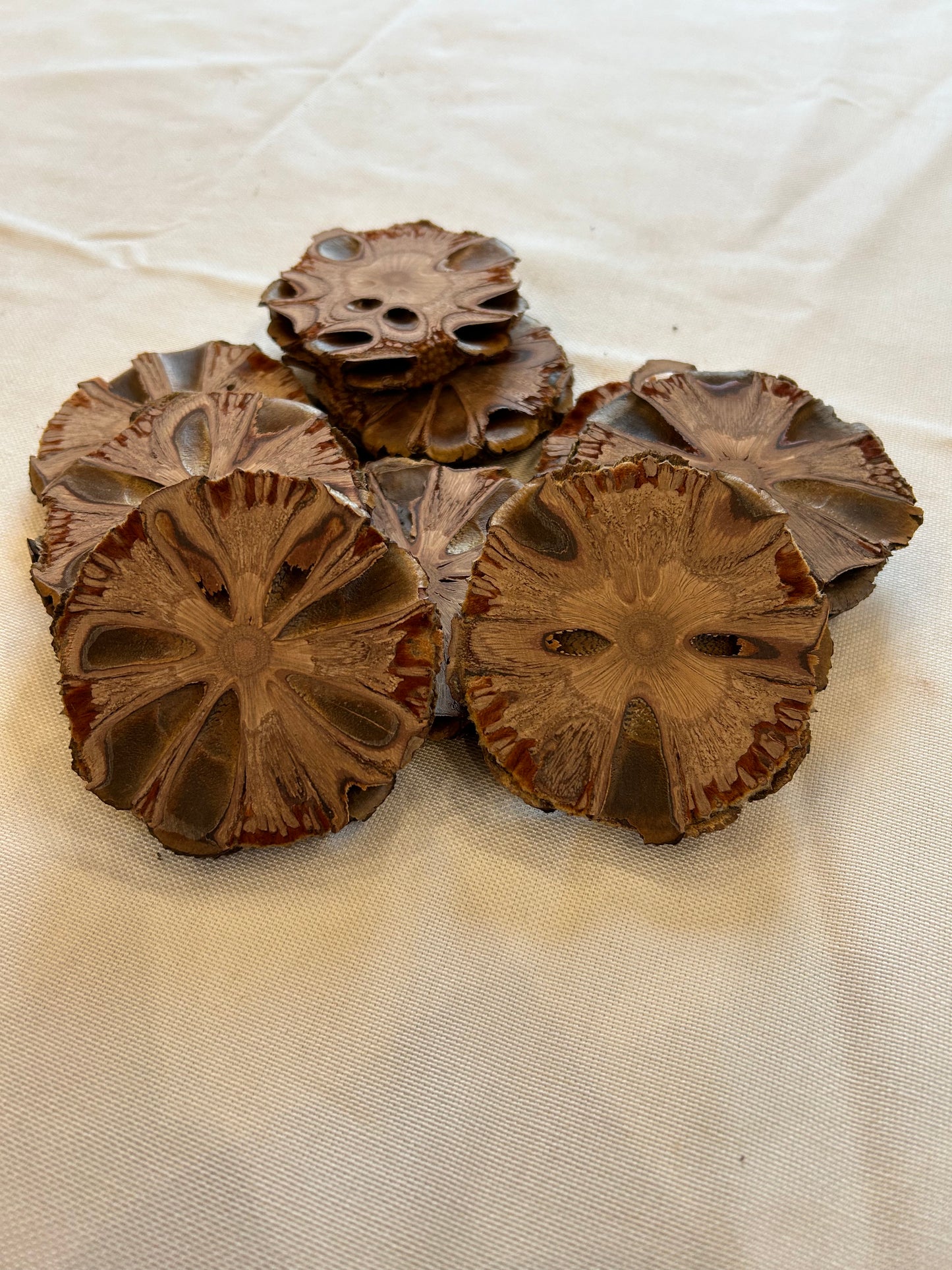 Banksia Grandis Scheiben