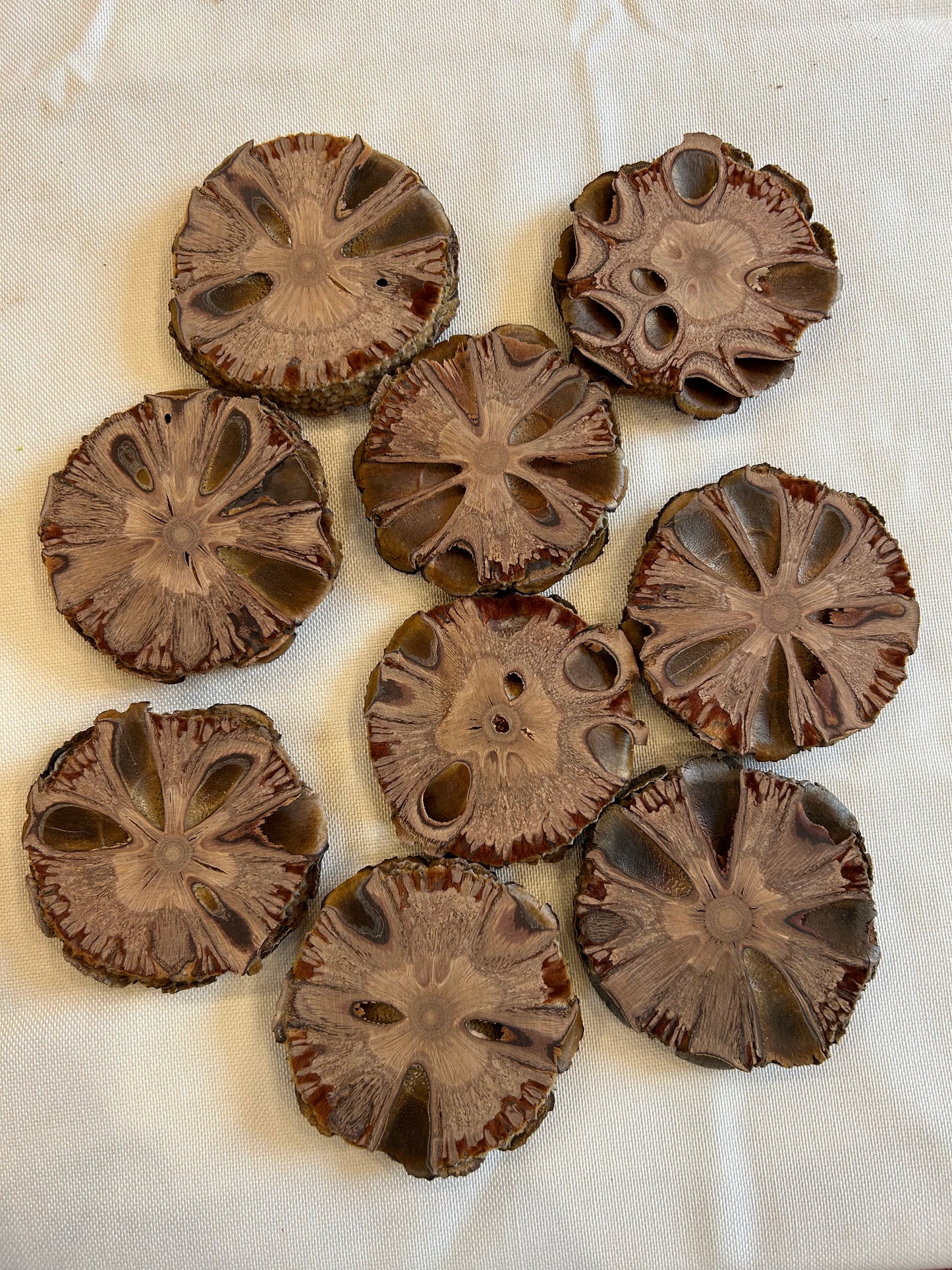 Banksia Grandis Scheiben