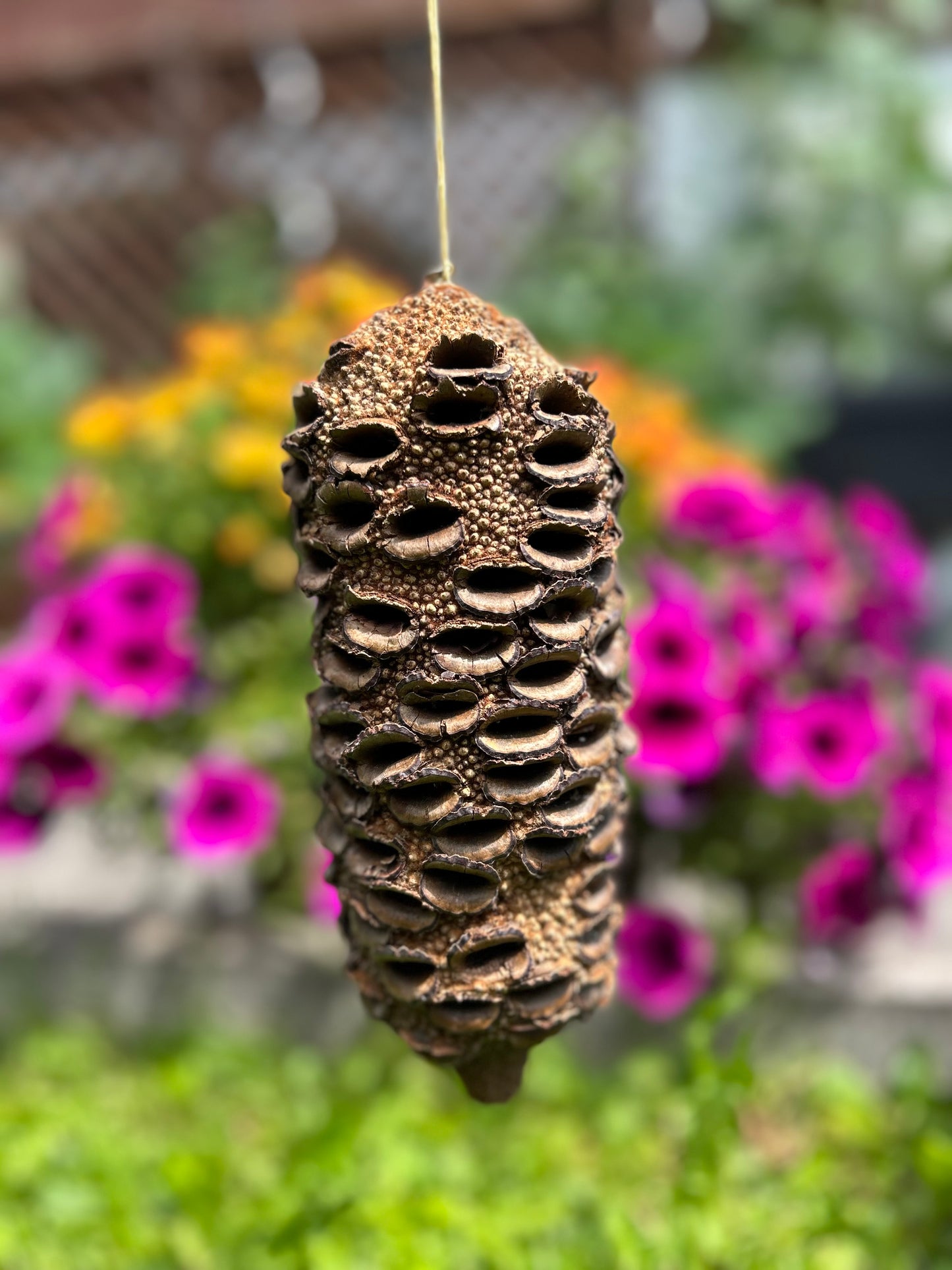 Banksia Grandis XXL