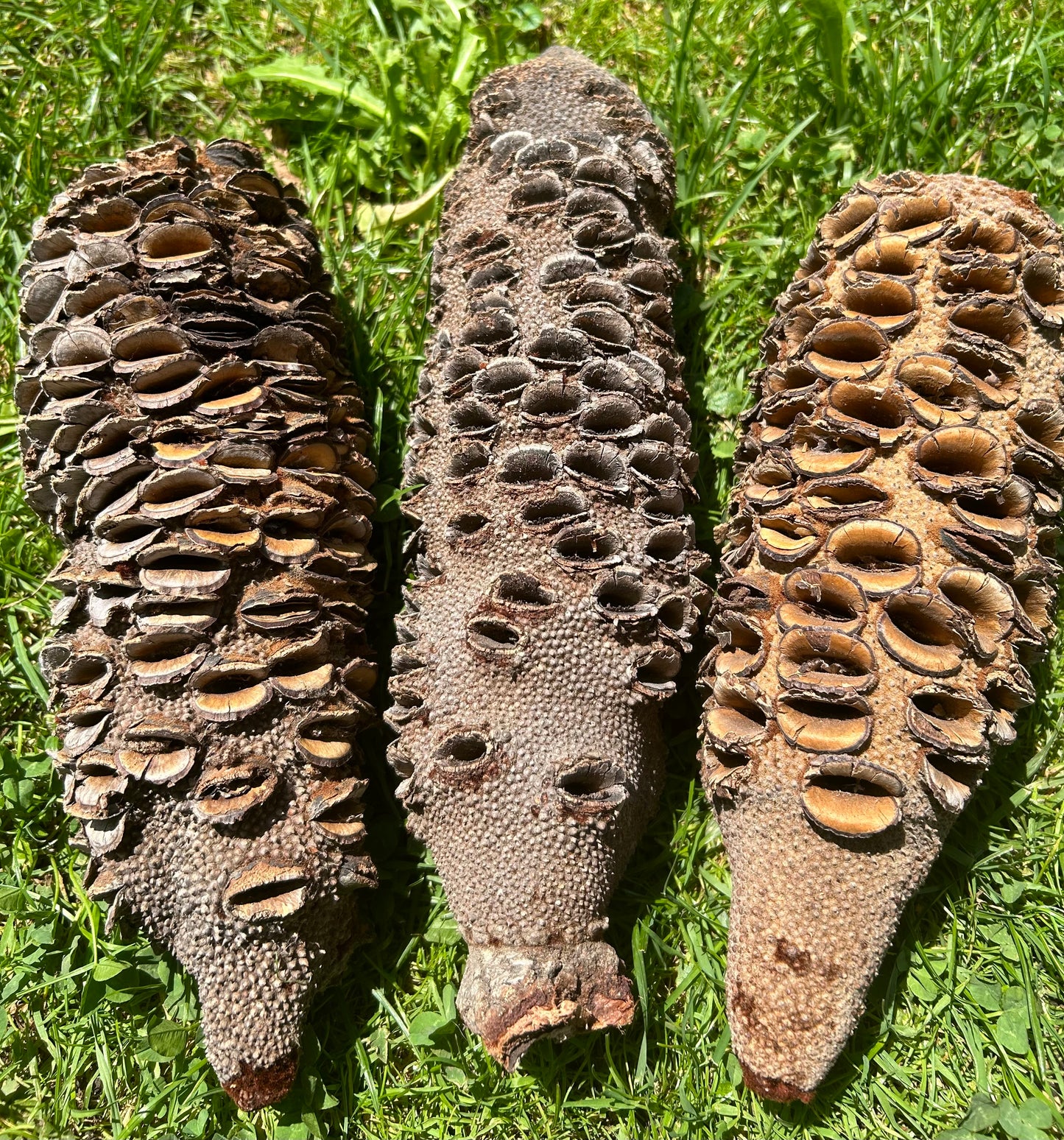 Banksia Grandis XXL