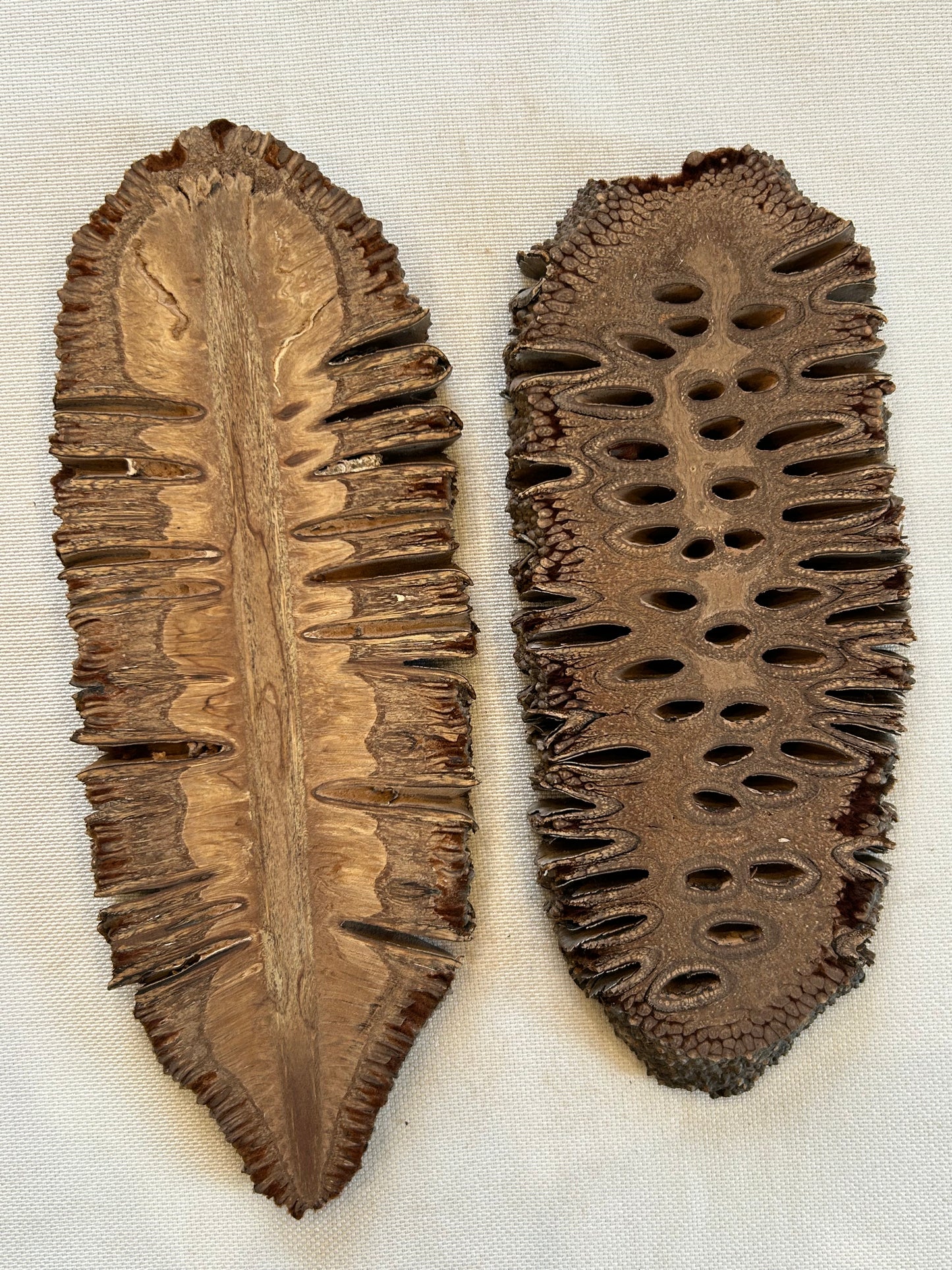 Banksia Grandis Querschnitt