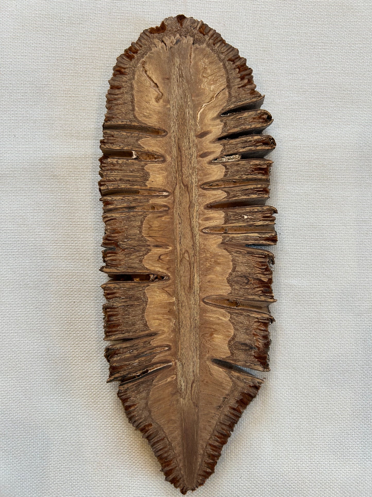 Banksia Grandis Querschnitt