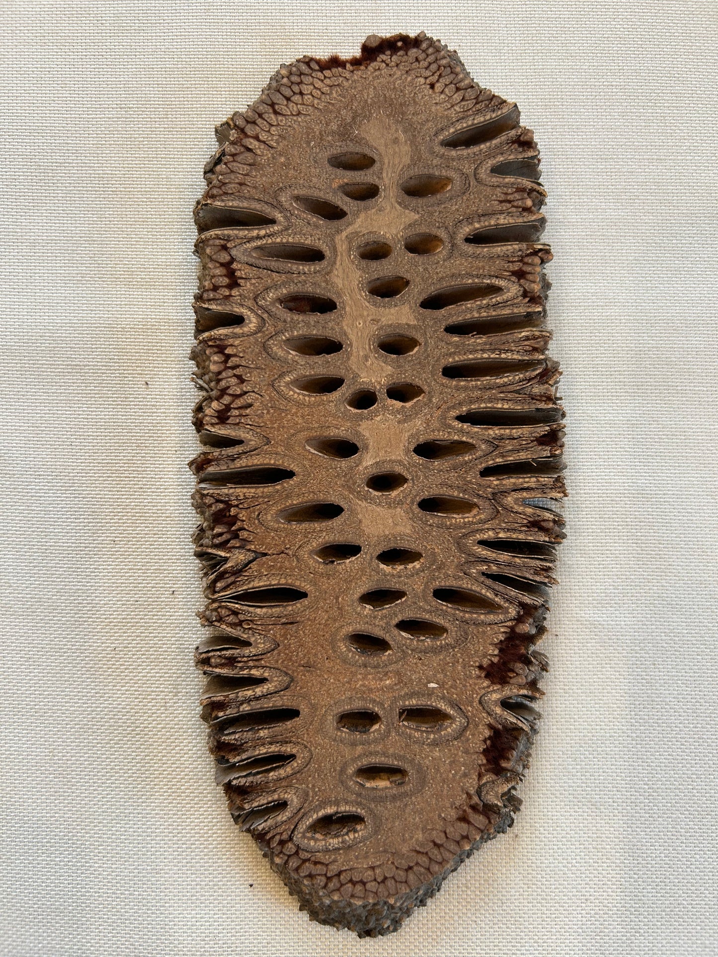 Banksia Grandis Querschnitt