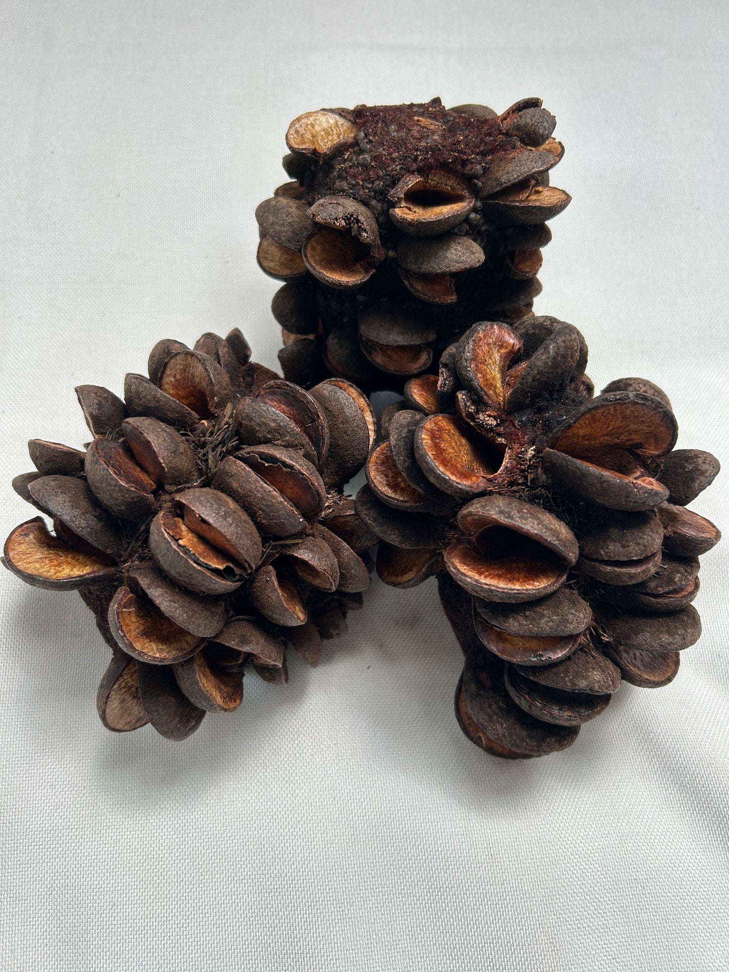Banksia Speciosa