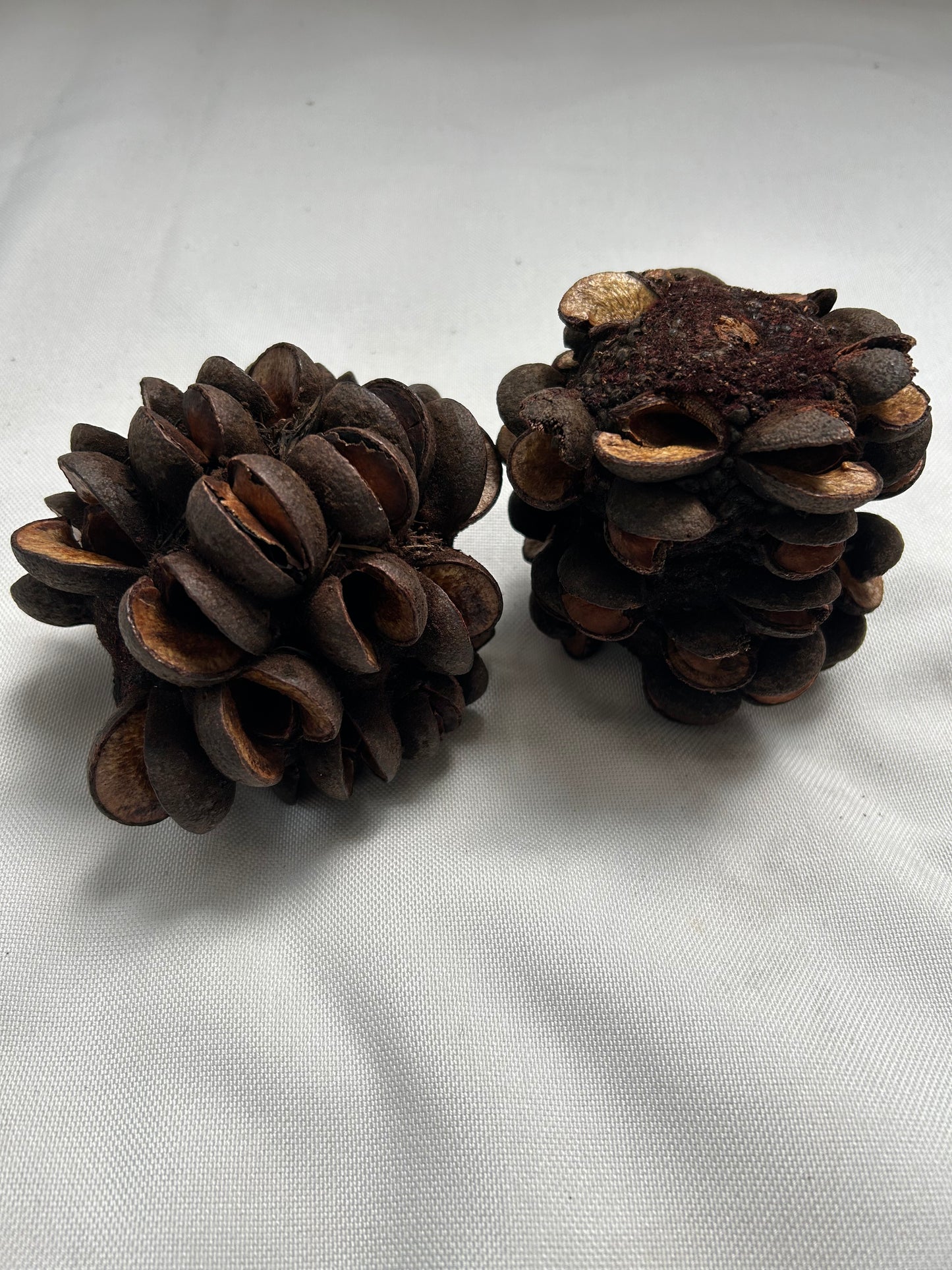Banksia Speciosa