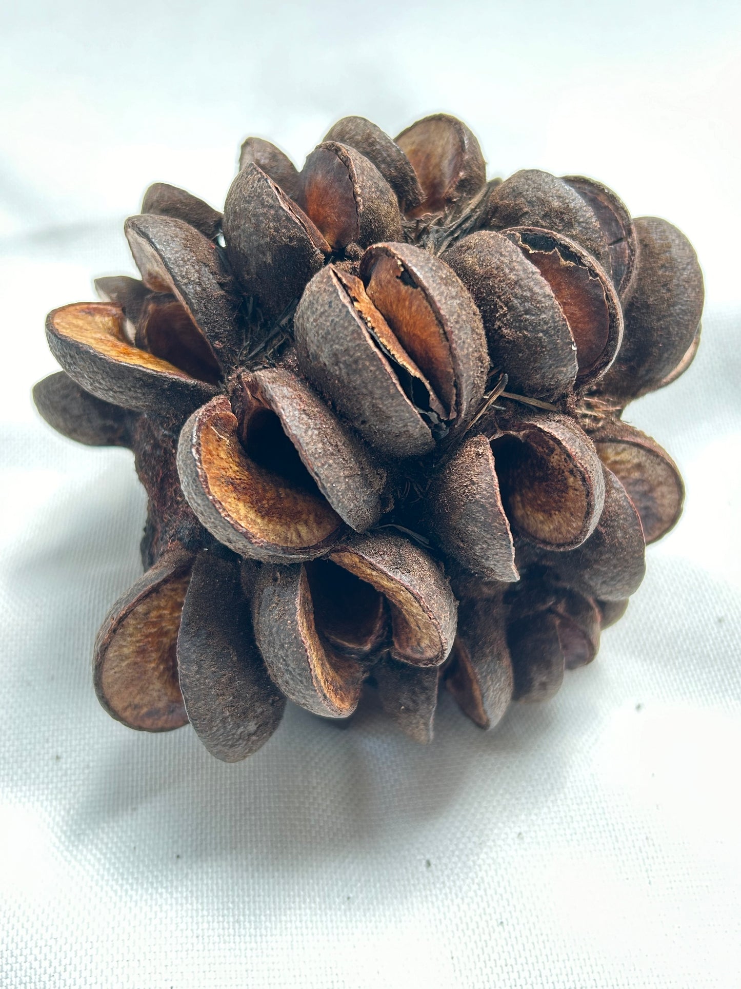 Banksia Speciosa