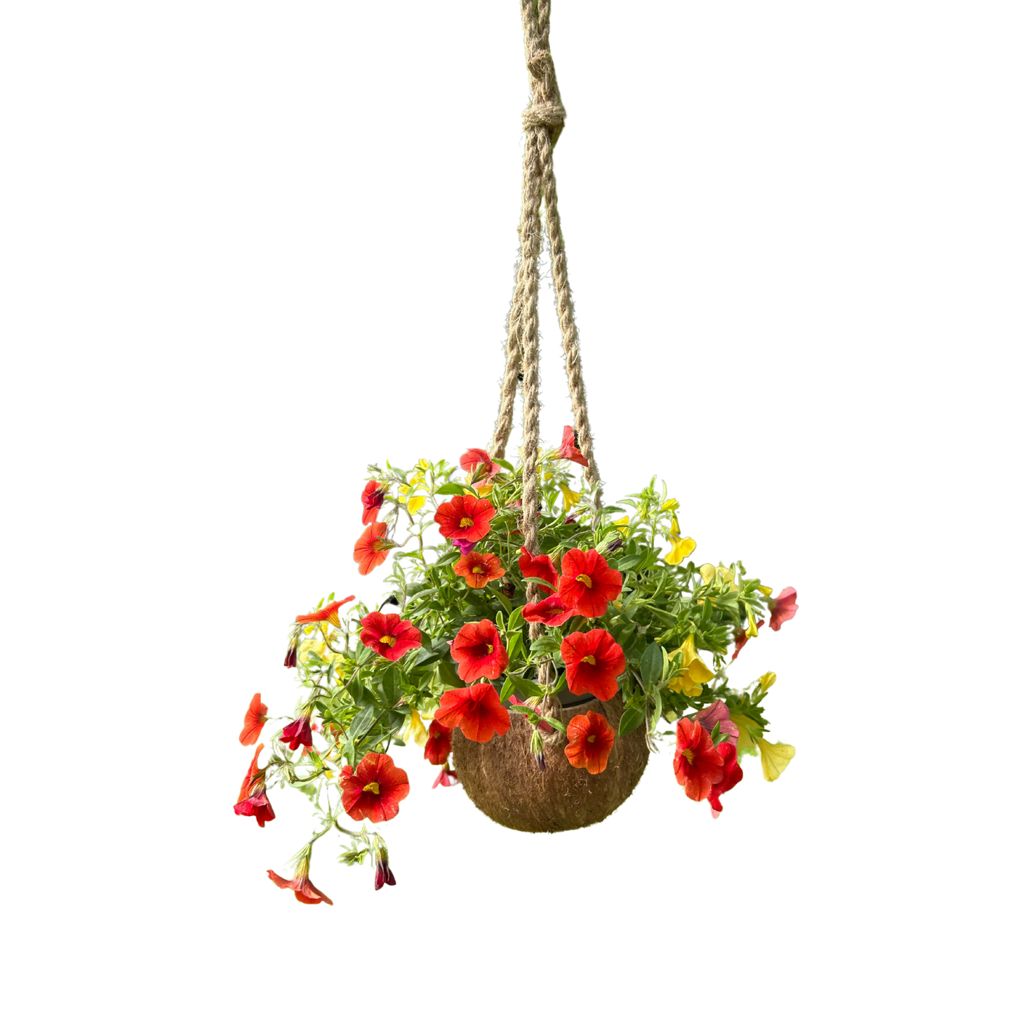 Kokosnuss Blumenampel