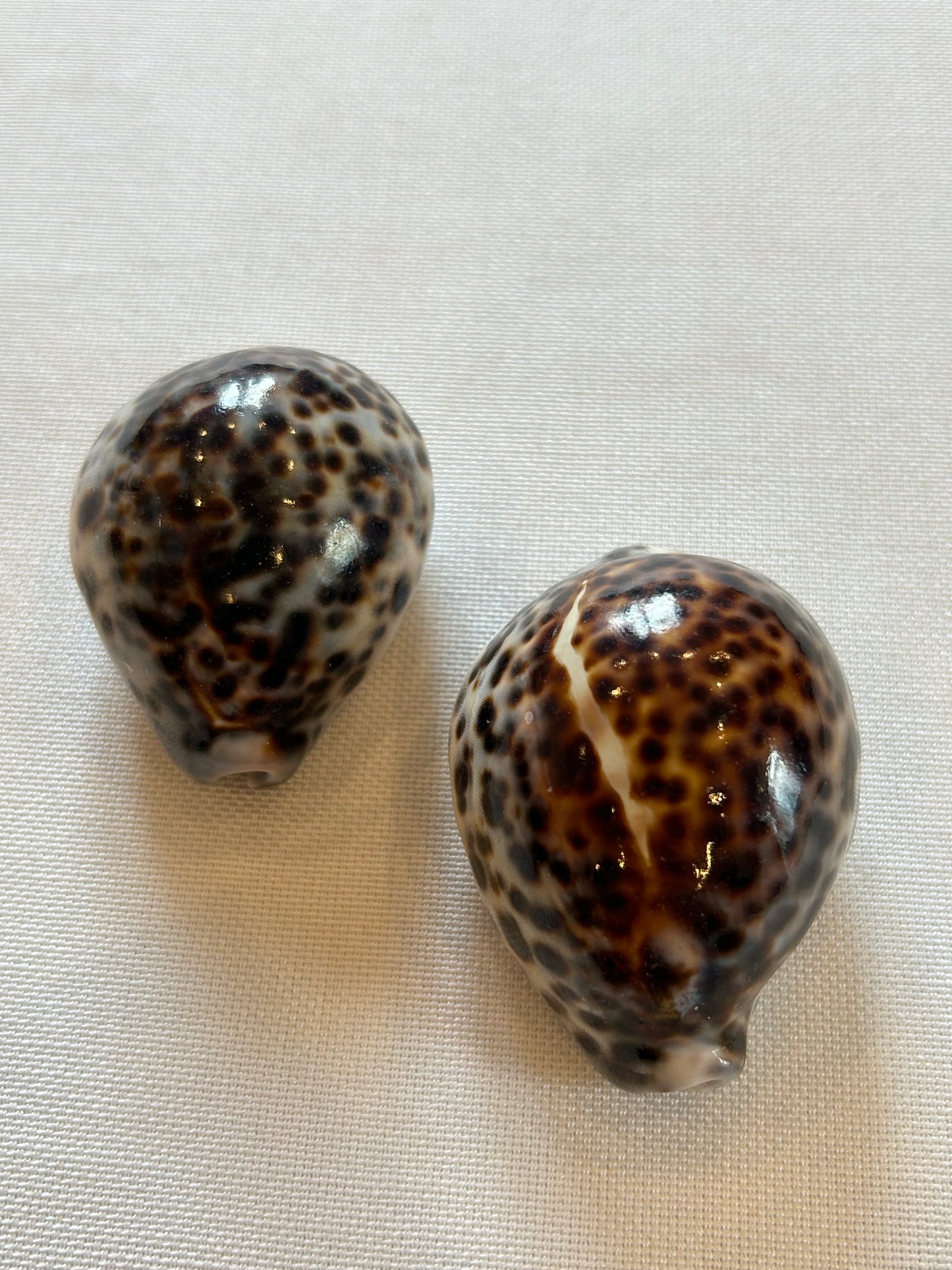 Tigermuschel