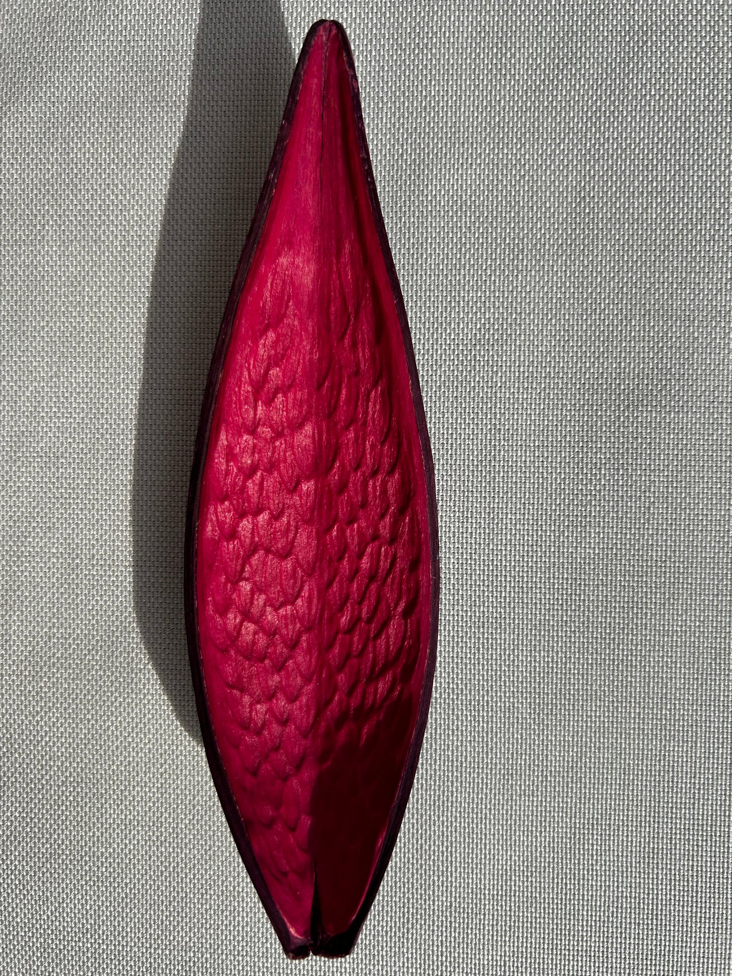 Dauschote pink