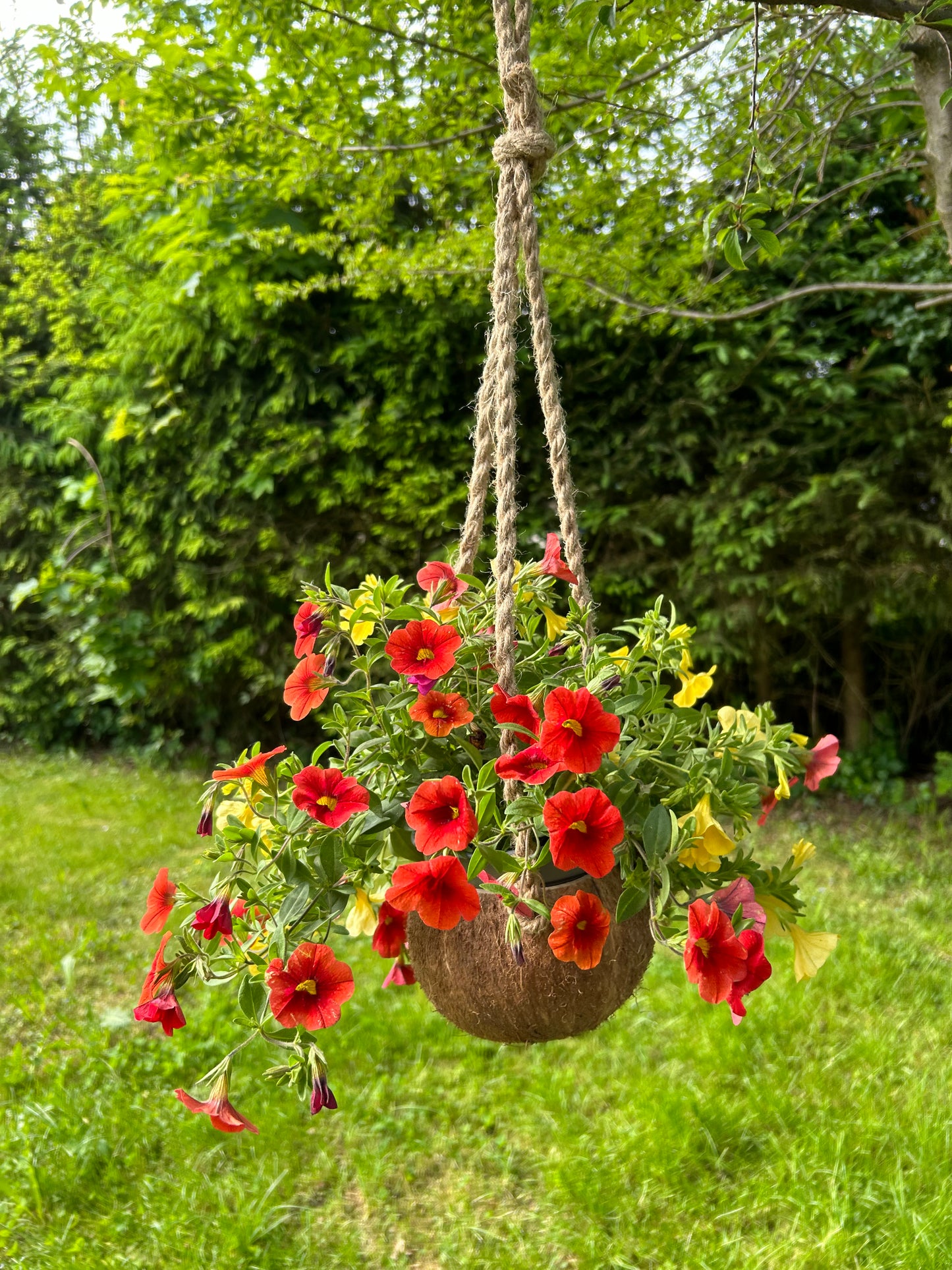 Kokosnuss Blumenampel