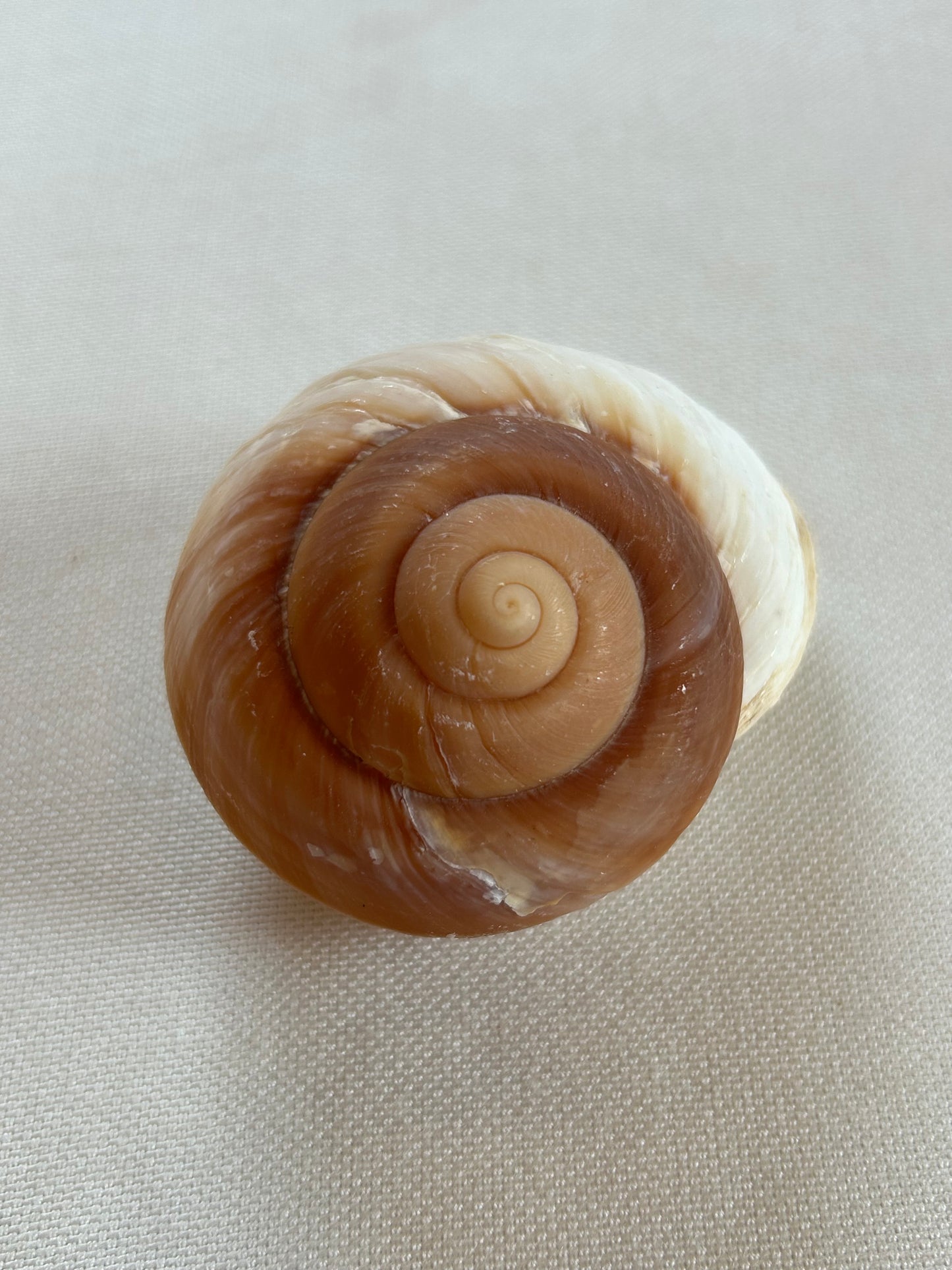 Mammutschnecke