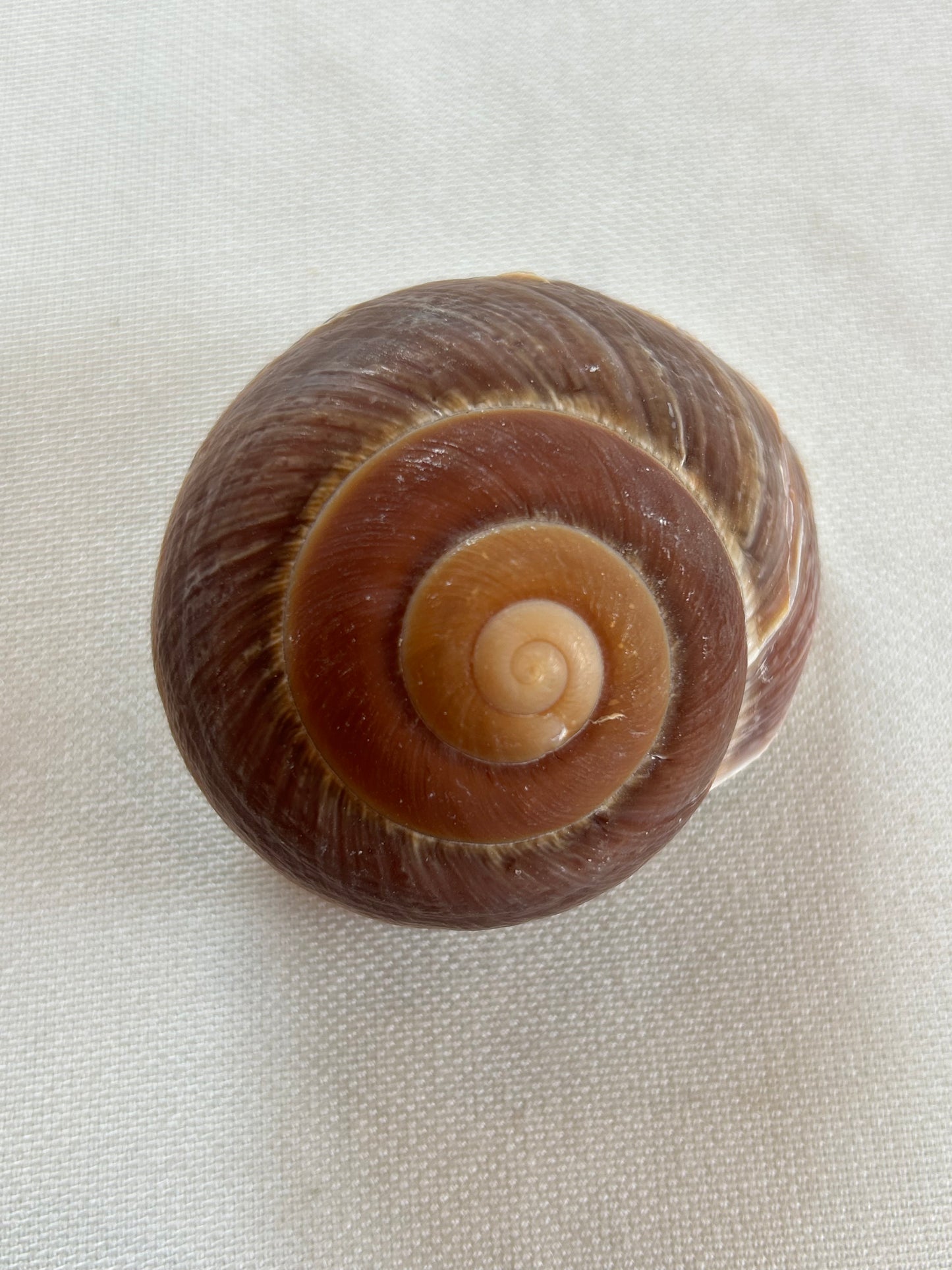Mammutschnecke