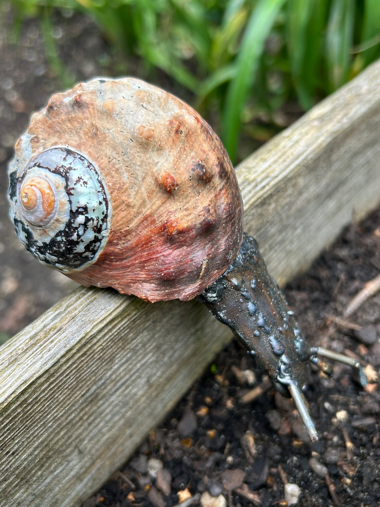 Metallschnecke Turbo Sarmaticus (gebogen)