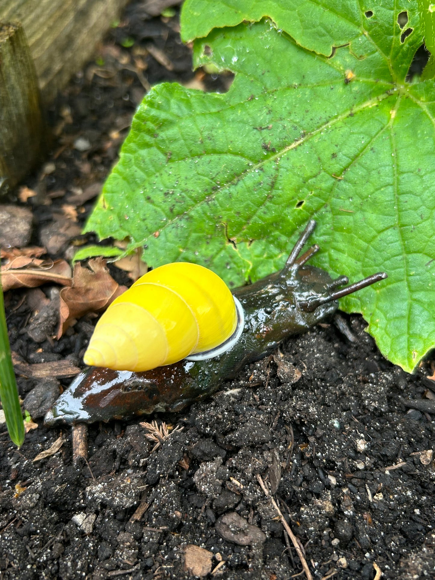 Metallschnecke Gelbe-Reisschnecke