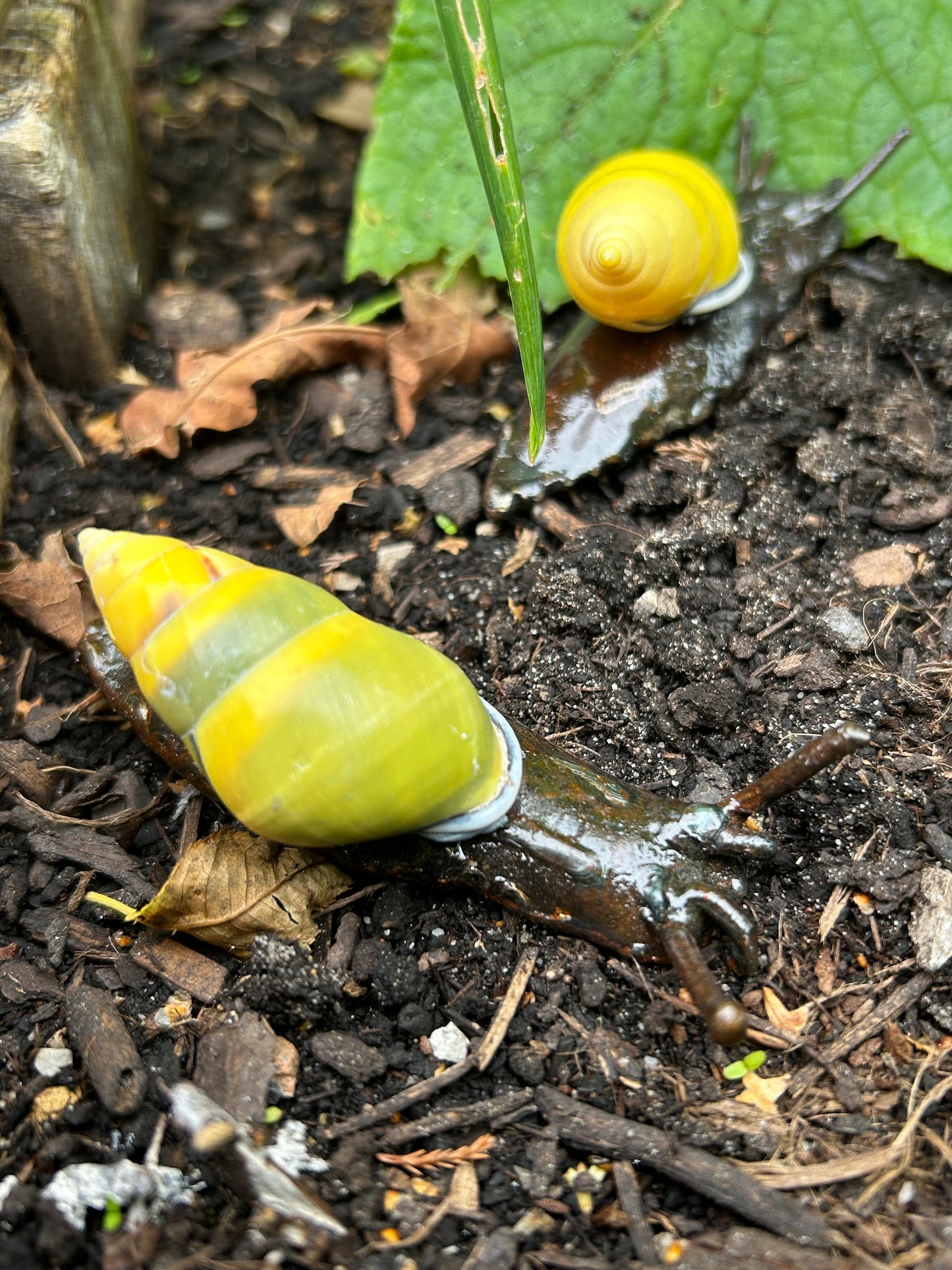 Metallschnecke Gelbe-Reisschnecke