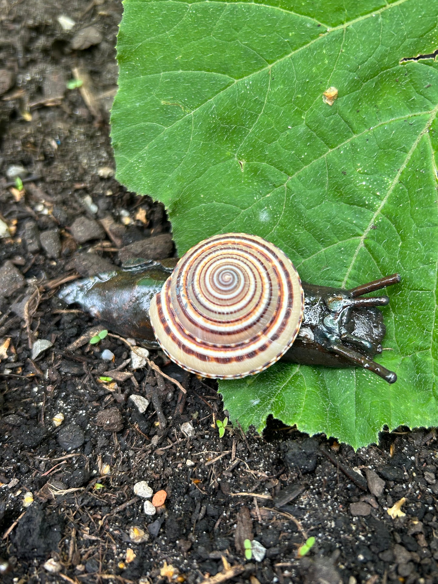 Metallschnecke Architectonica