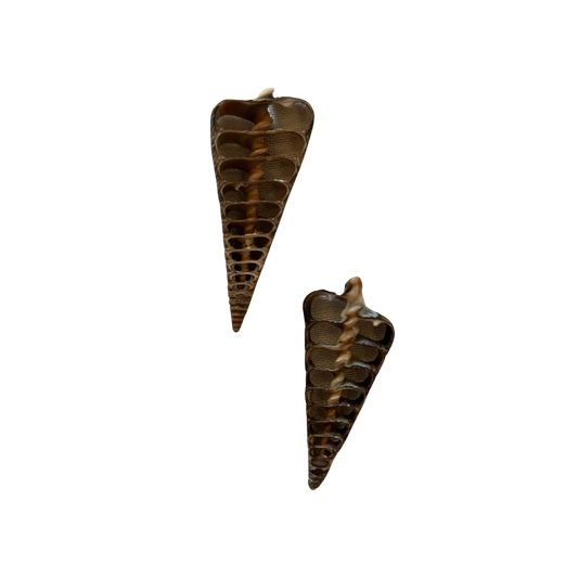 Muschel Querschnitt (Schwarz)