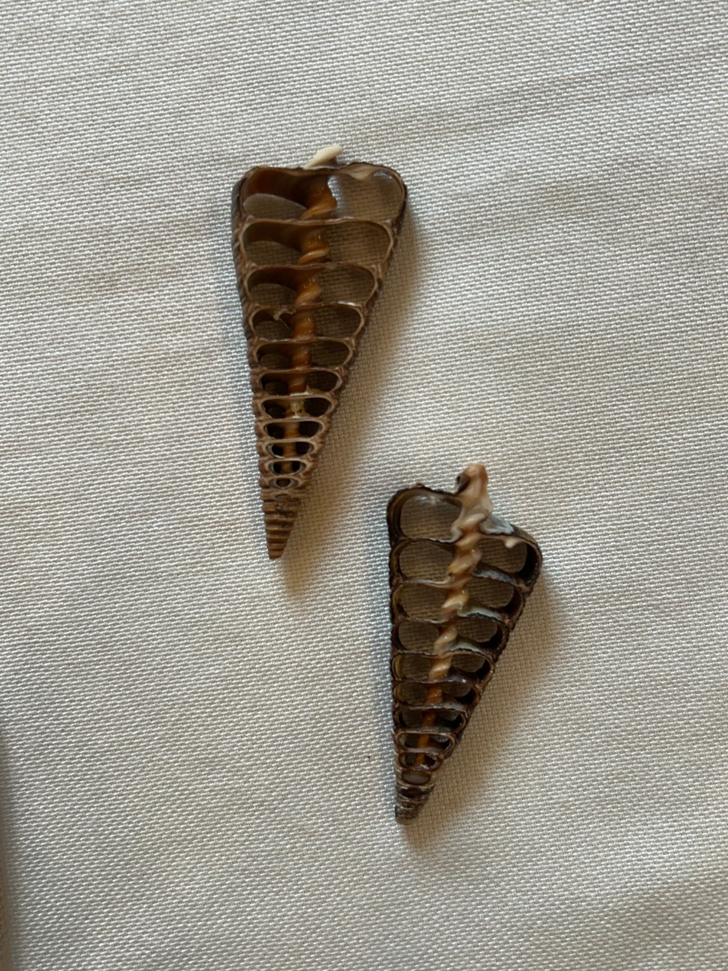 Muschel Querschnitt (Schwarz)