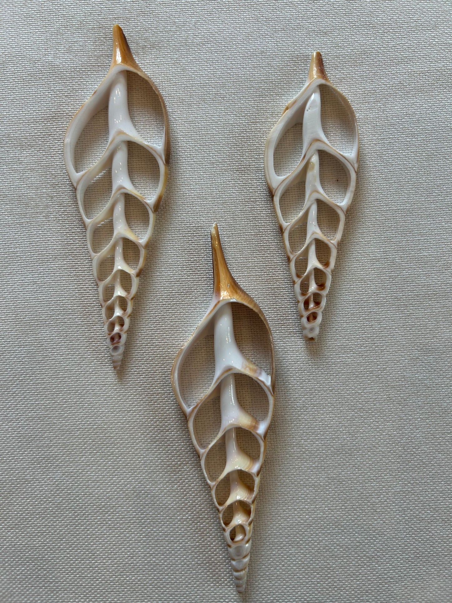 Muschel Querschnitt (Weiß)