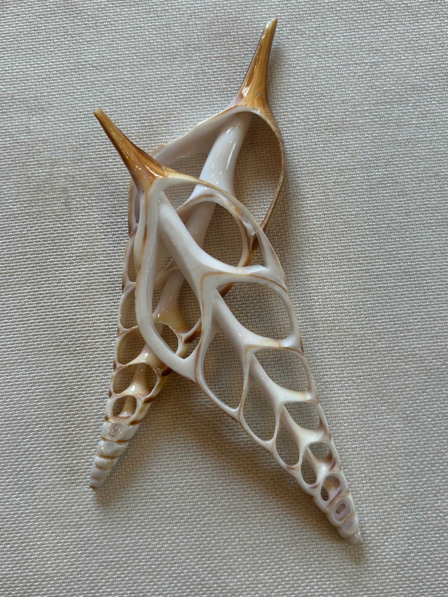 Muschel Querschnitt (Weiß)