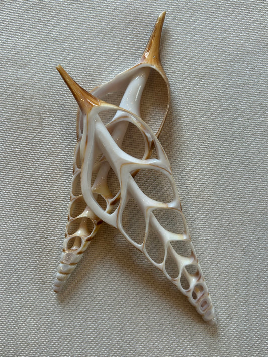 Muschel Querschnitt (Weiß)