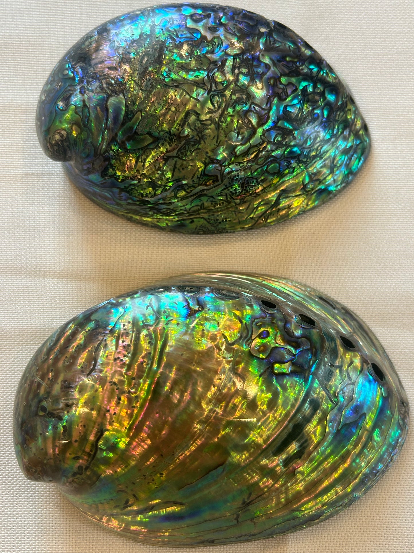 Paua-Muschel