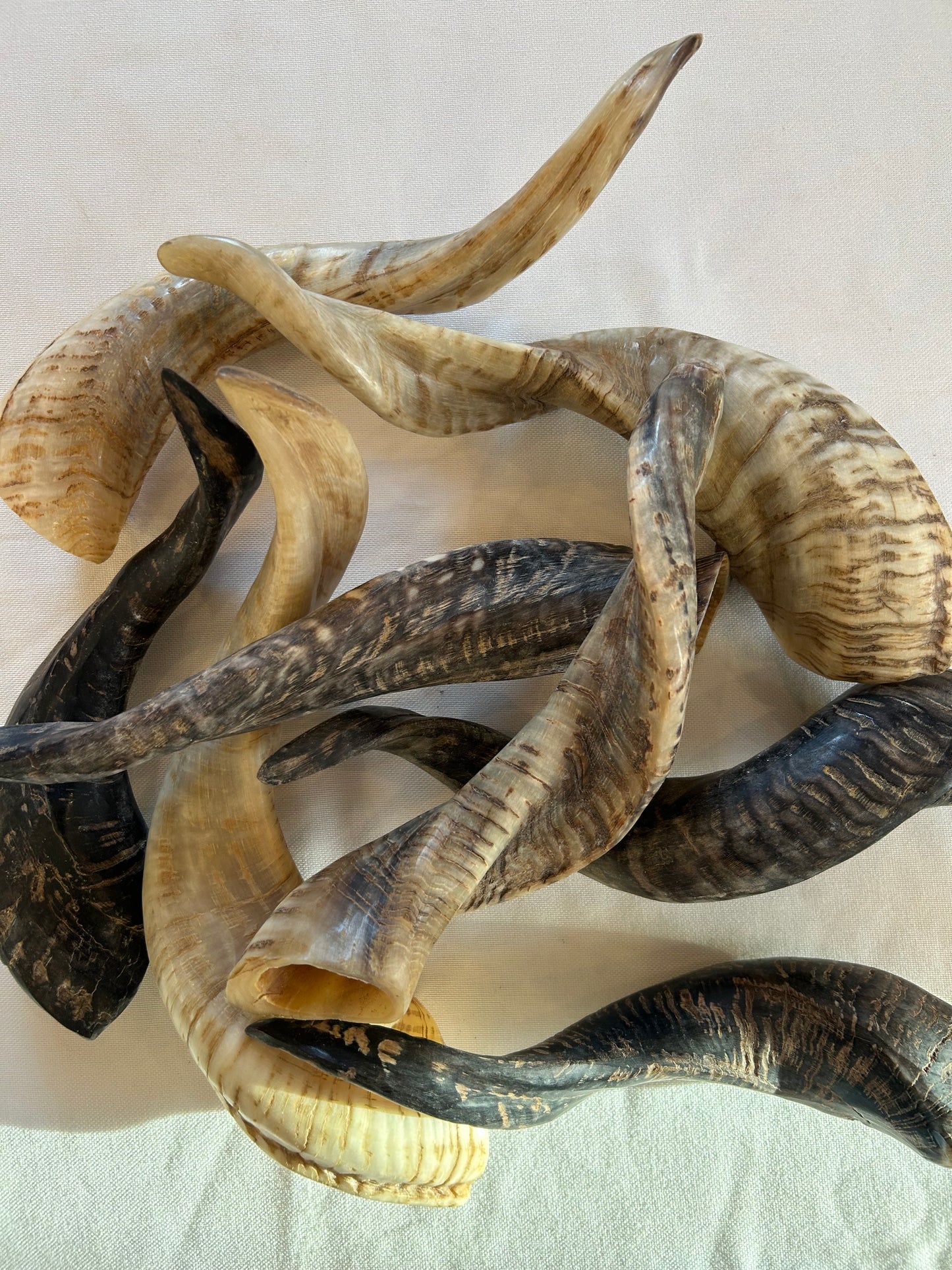 Schafshörner anpoliert L