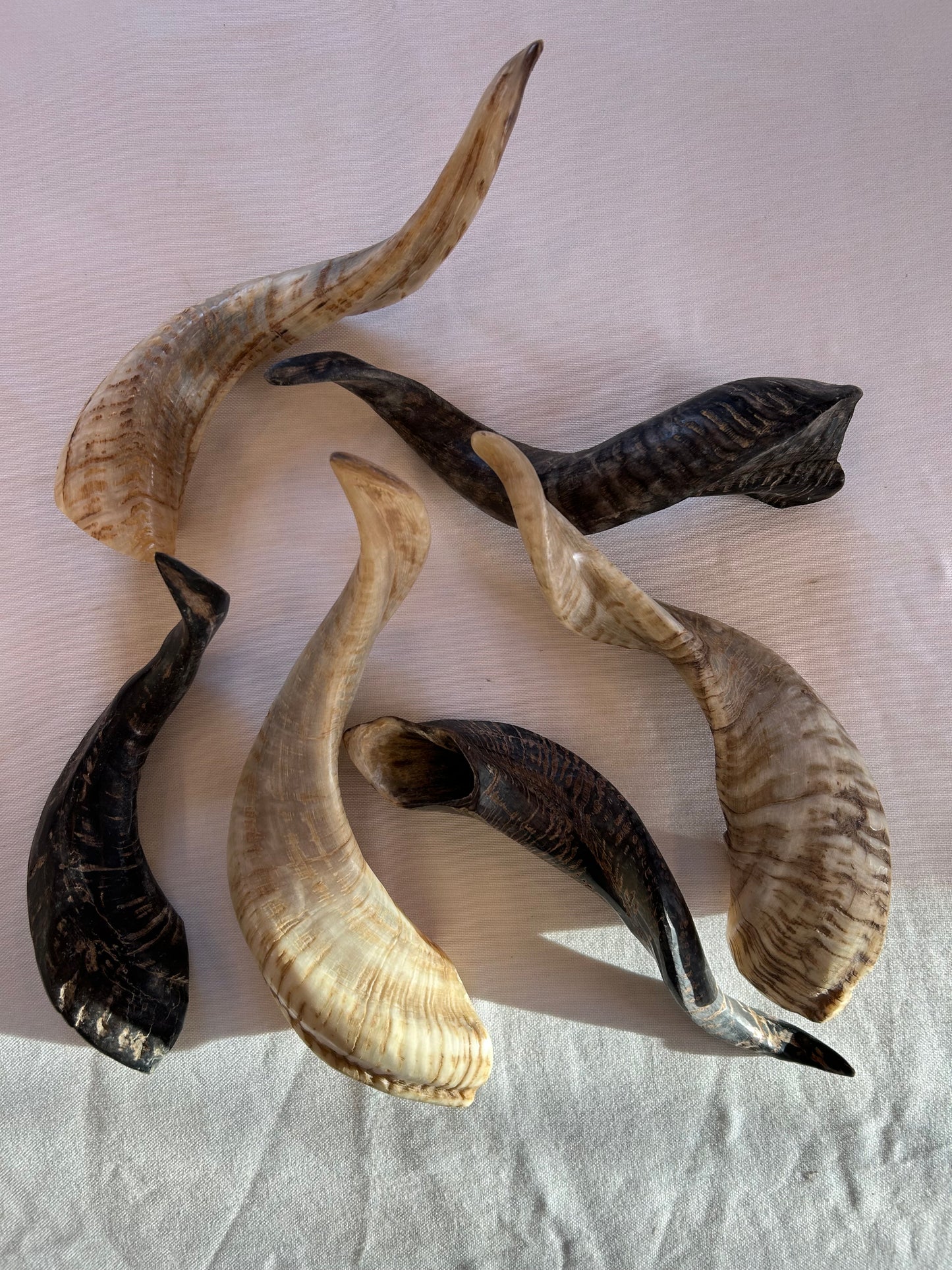 Schafshörner anpoliert L