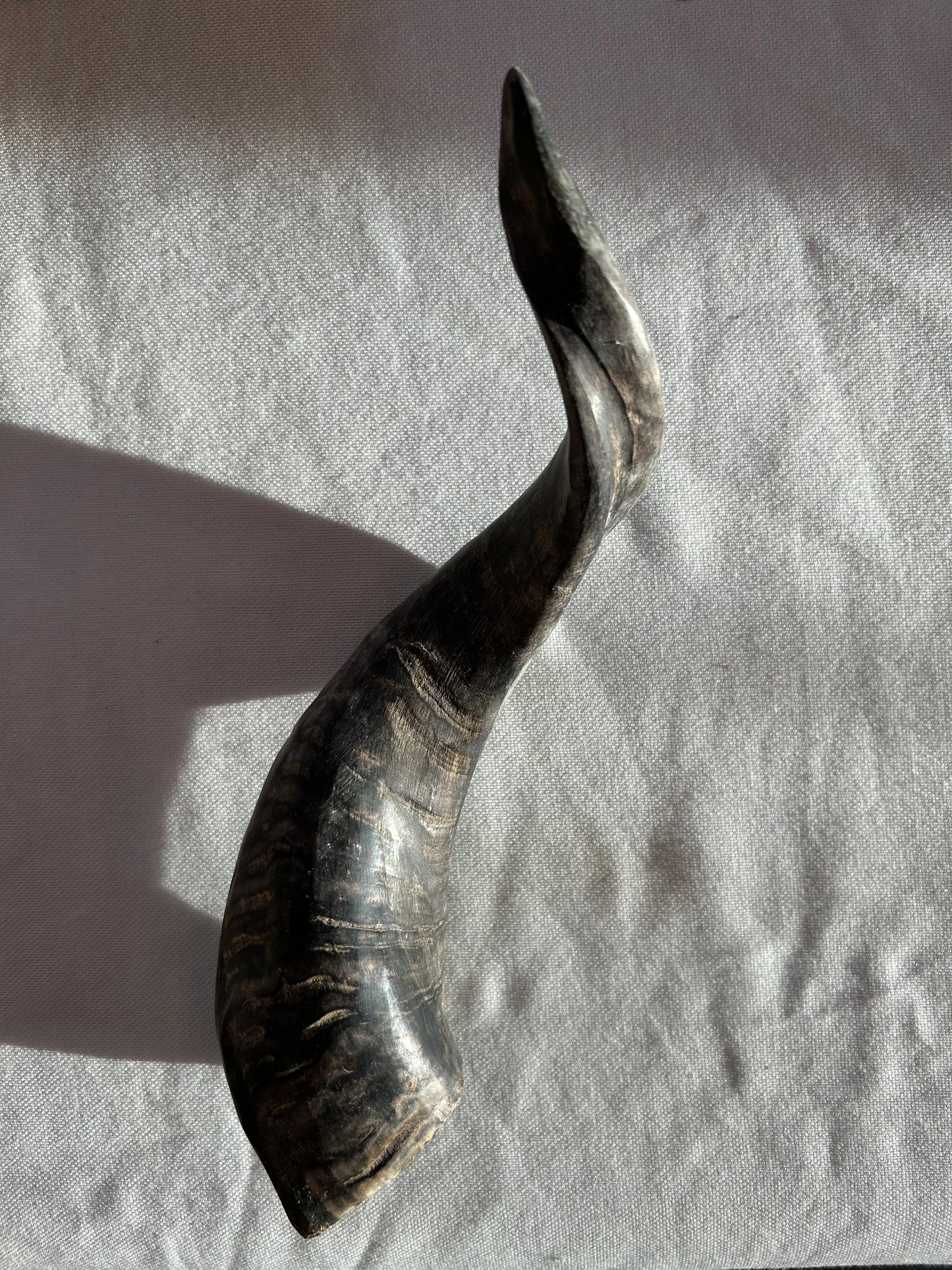 Schafshörner anpoliert L