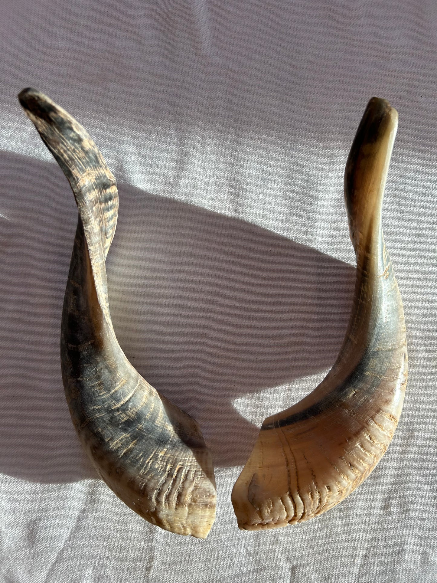 Schafshörner anpoliert L