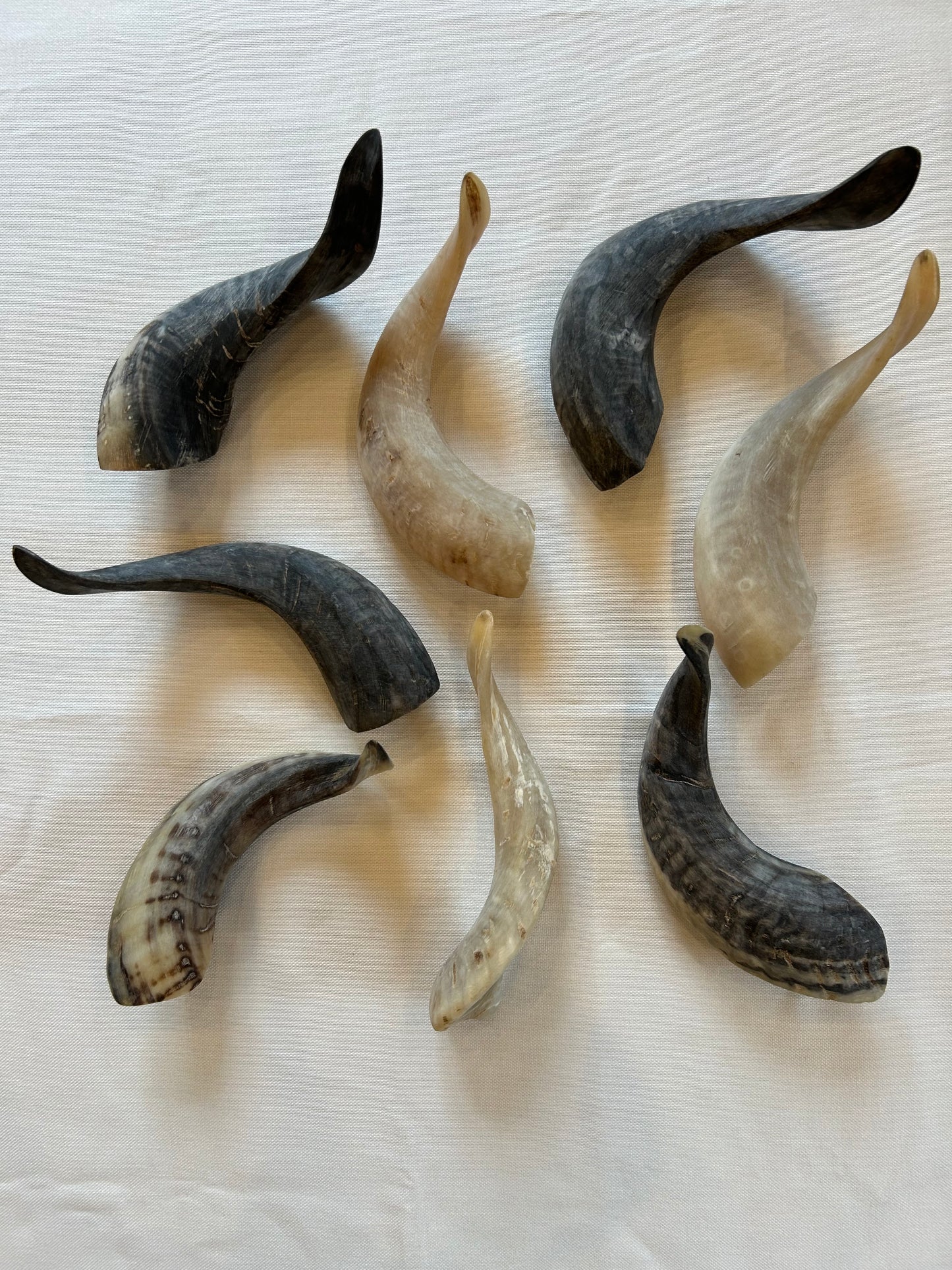 Schafshörner poliert