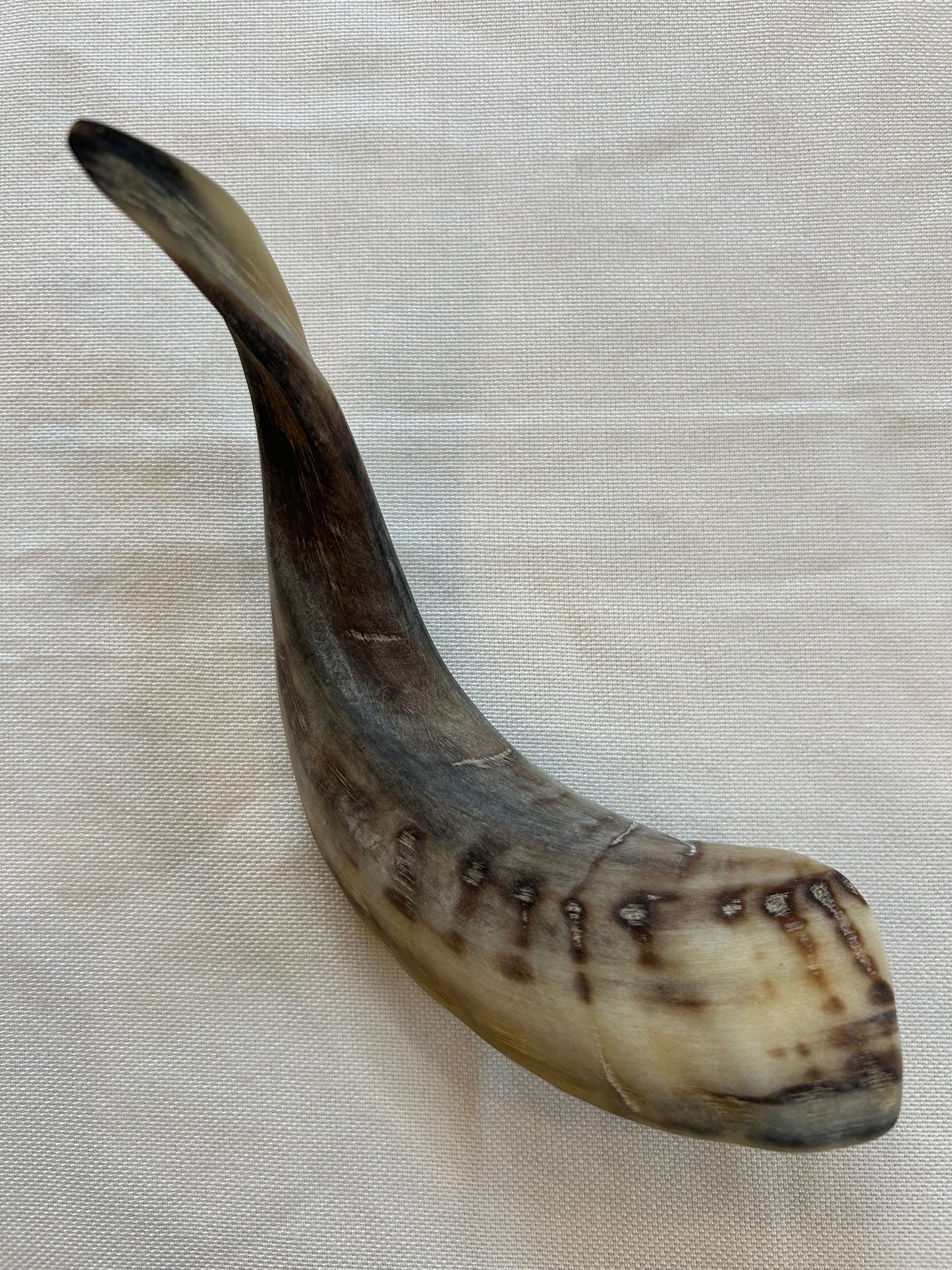 Schafshörner poliert