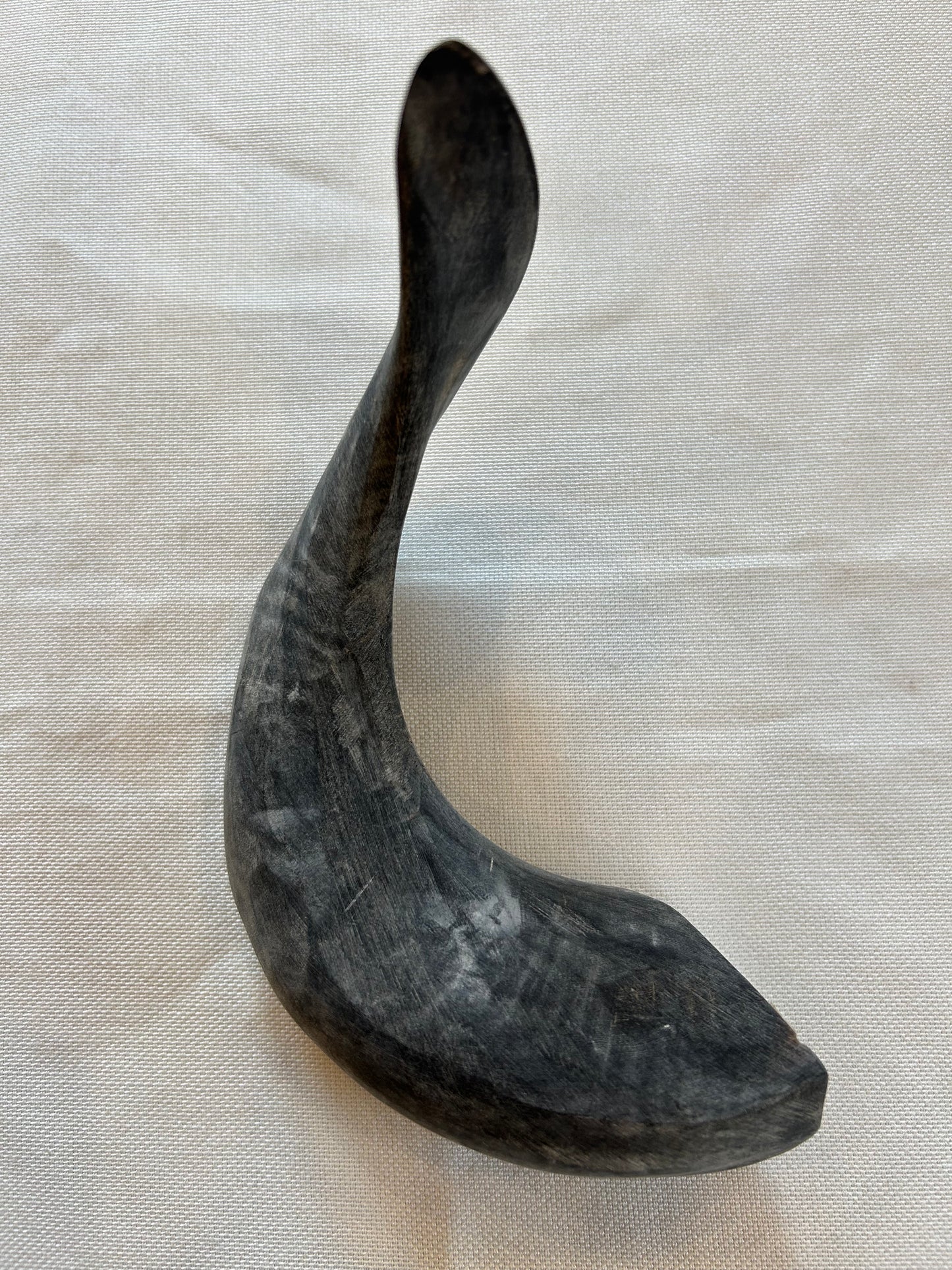 Schafshörner poliert