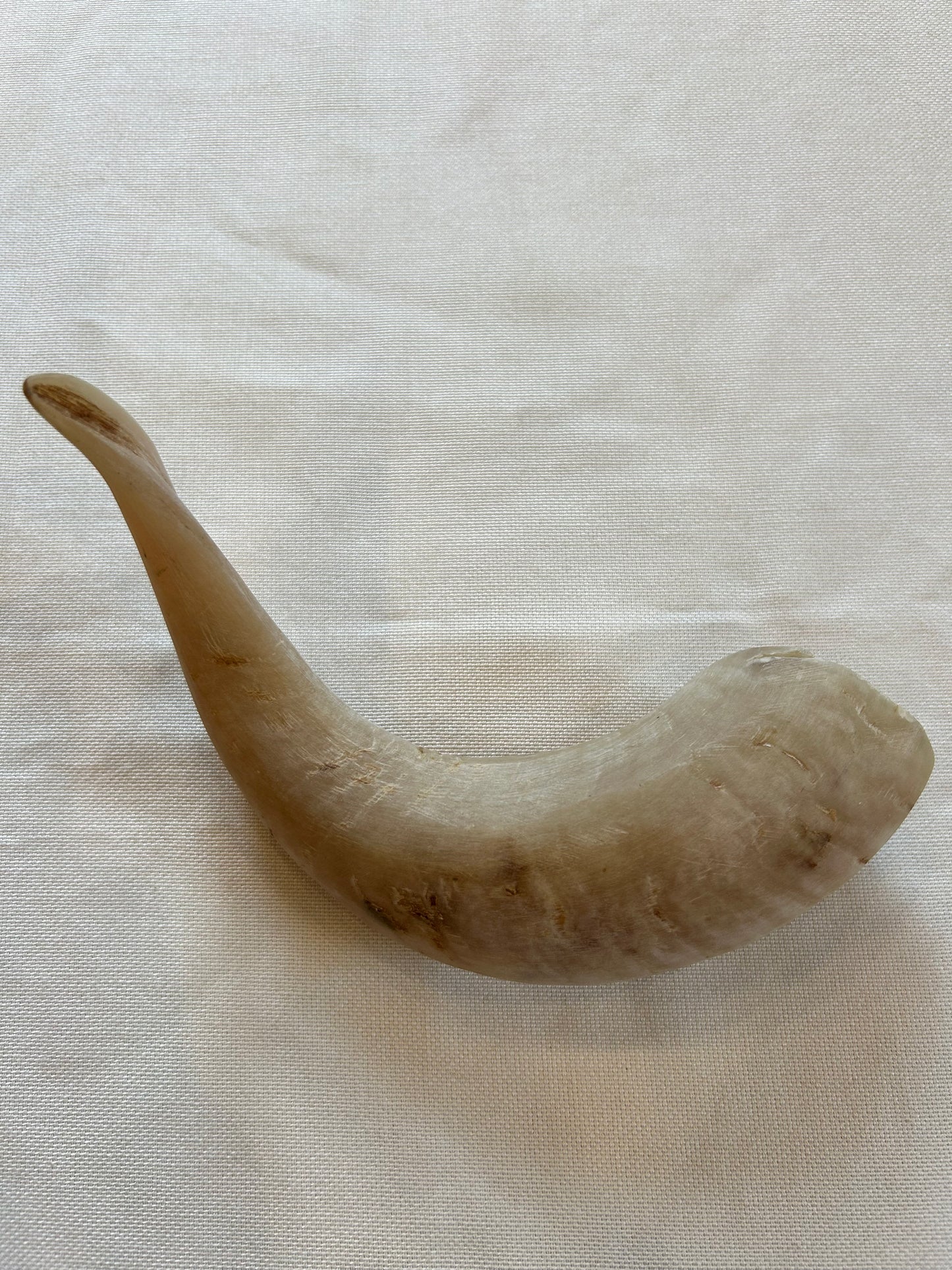 Schafshörner poliert