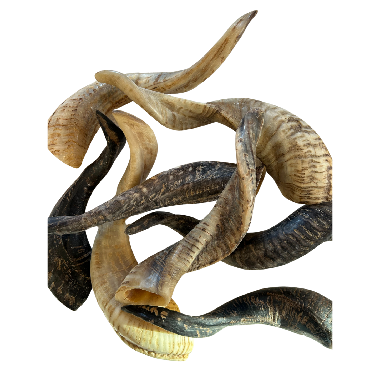 Schafshörner anpoliert L