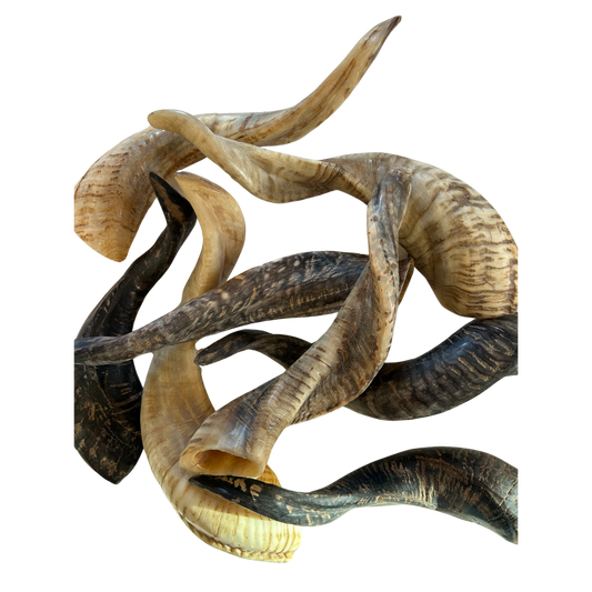 Schafshörner anpoliert L