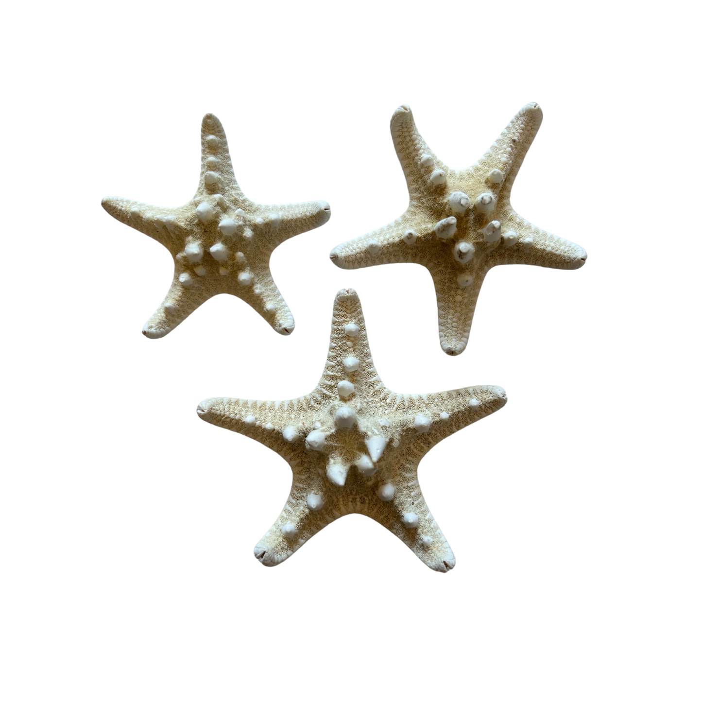 Seestern Rhino (Weiß)