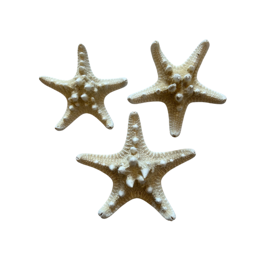 Seestern Rhino (Weiß)